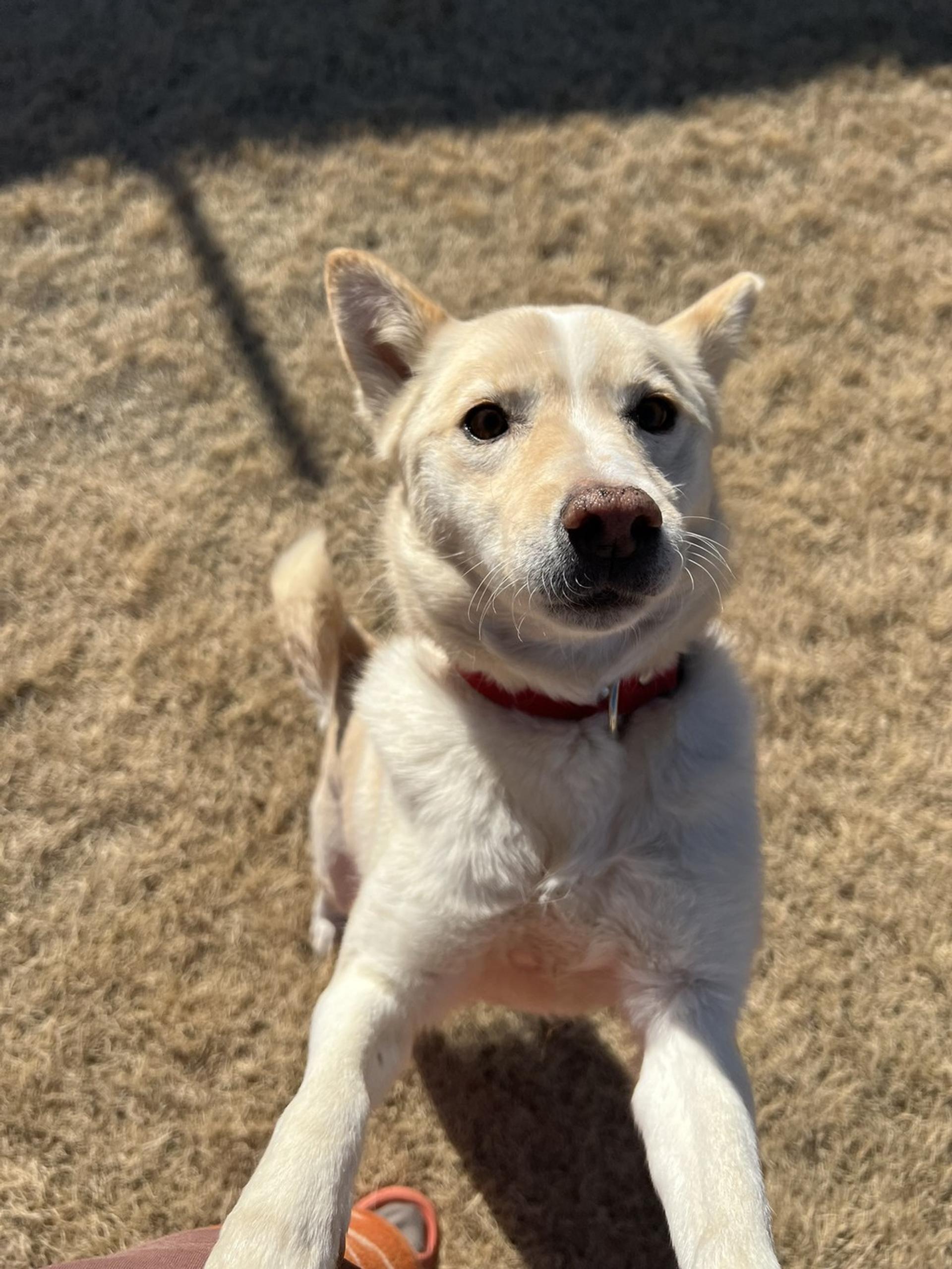 pet-image-3