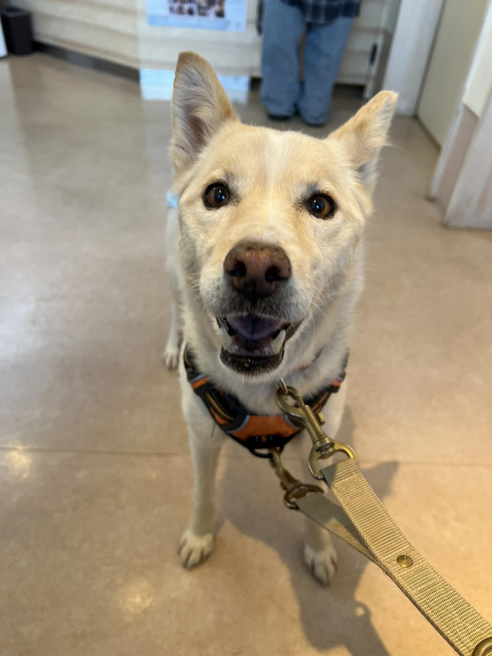 pet-image-5