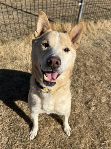 雑種（ミックス犬）・オスの里親募集の写真