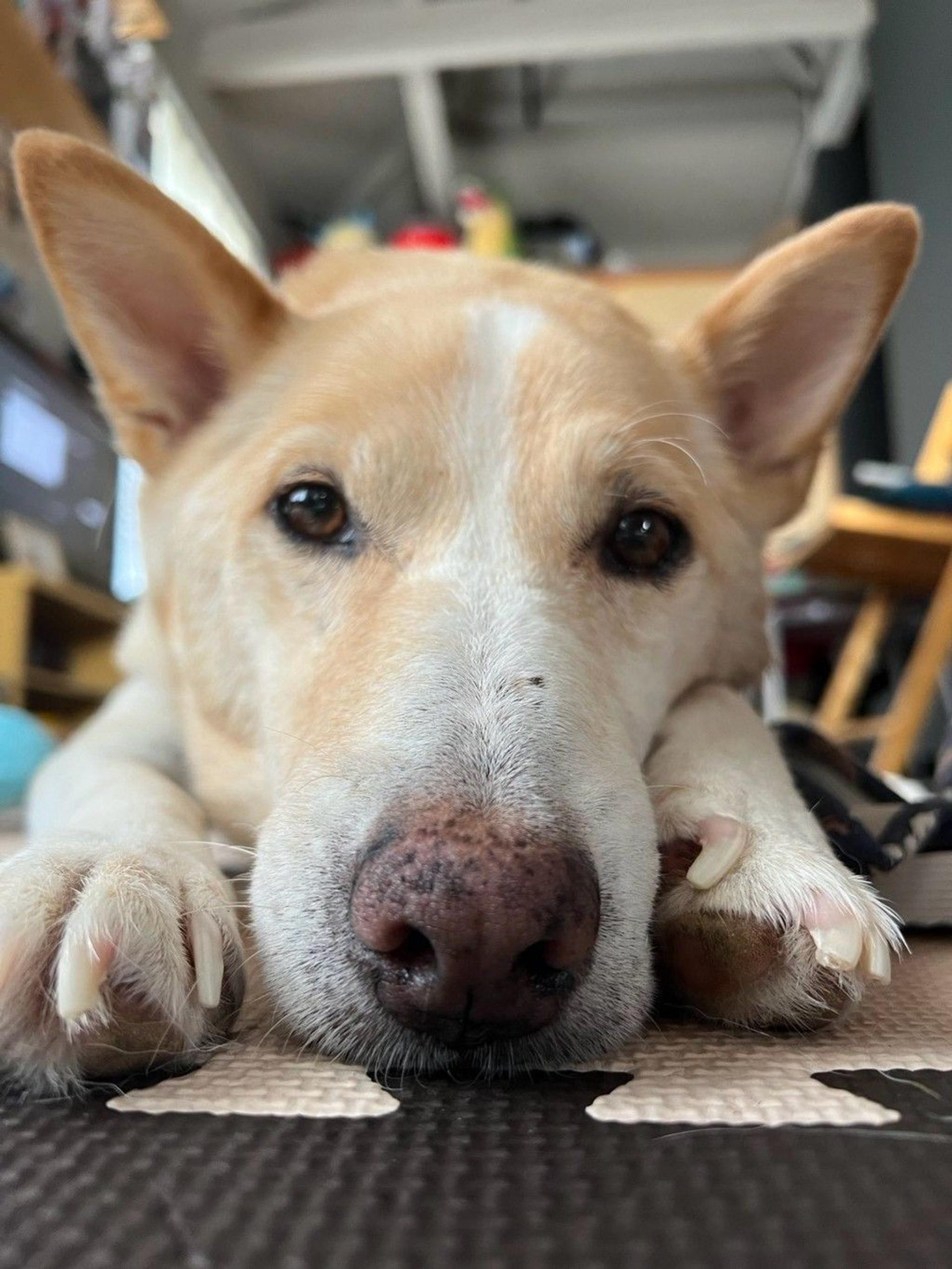 pet-image-2