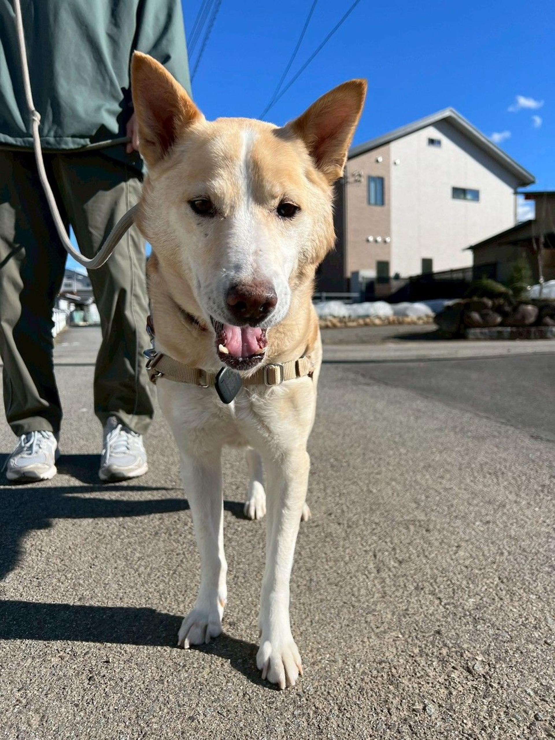 pet-image-5