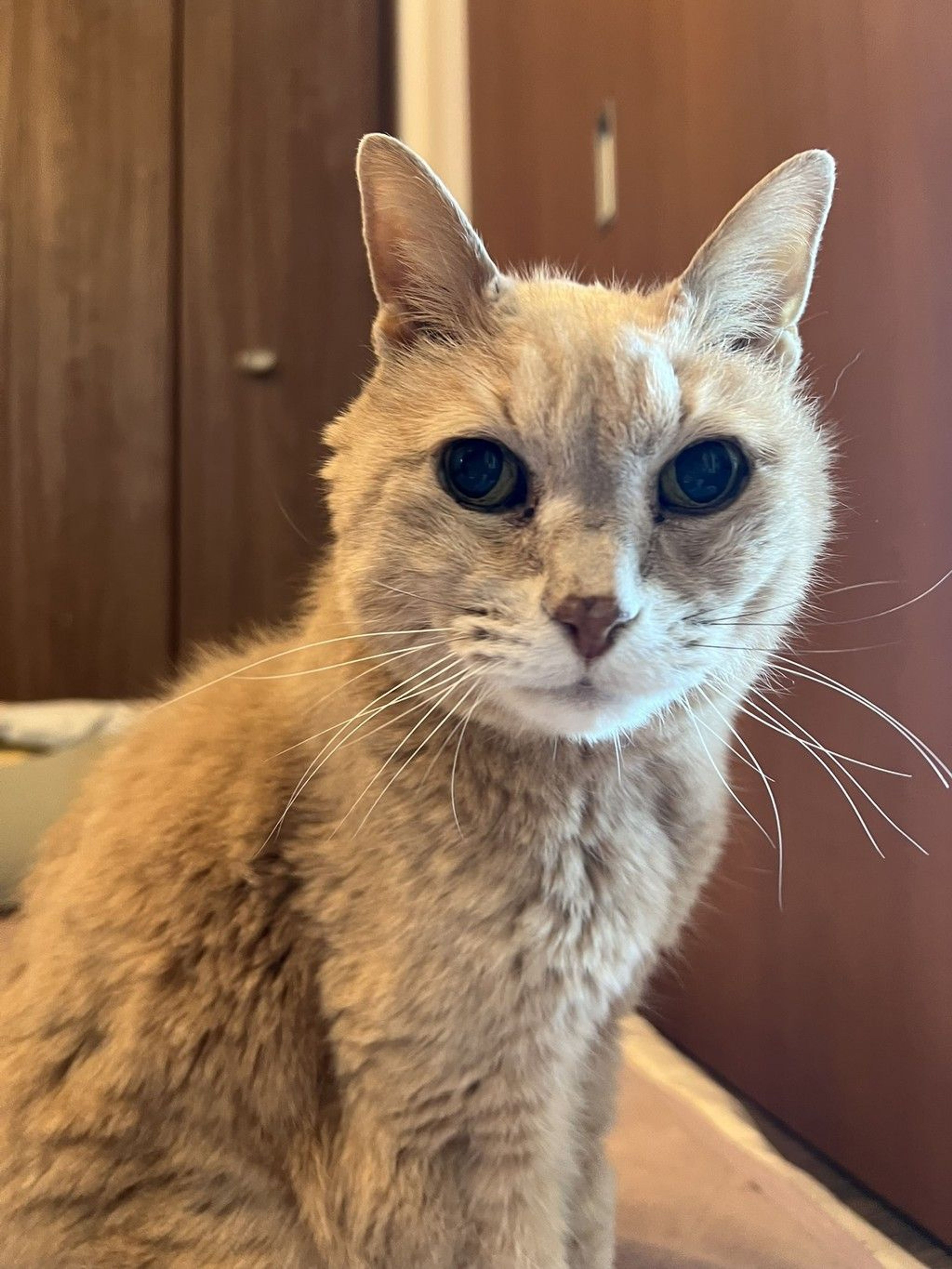 雑種（ミックス猫）・オスの里親募集の写真