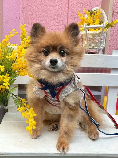 ポメラニアン・メスの里親募集の写真