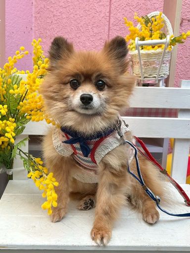 ポメラニアン・メスの里親募集の写真