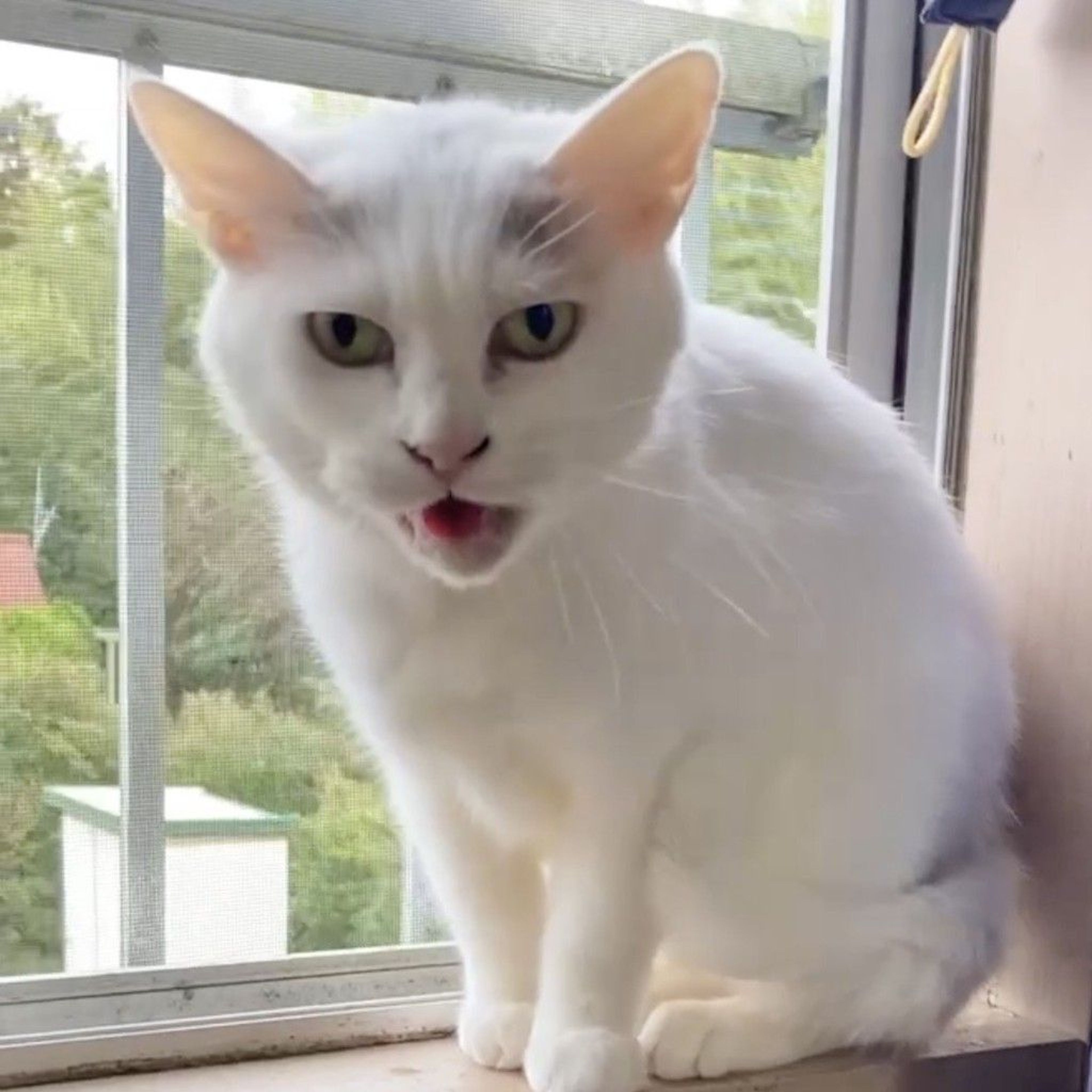 雑種（ミックス猫）・メスの里親募集の写真