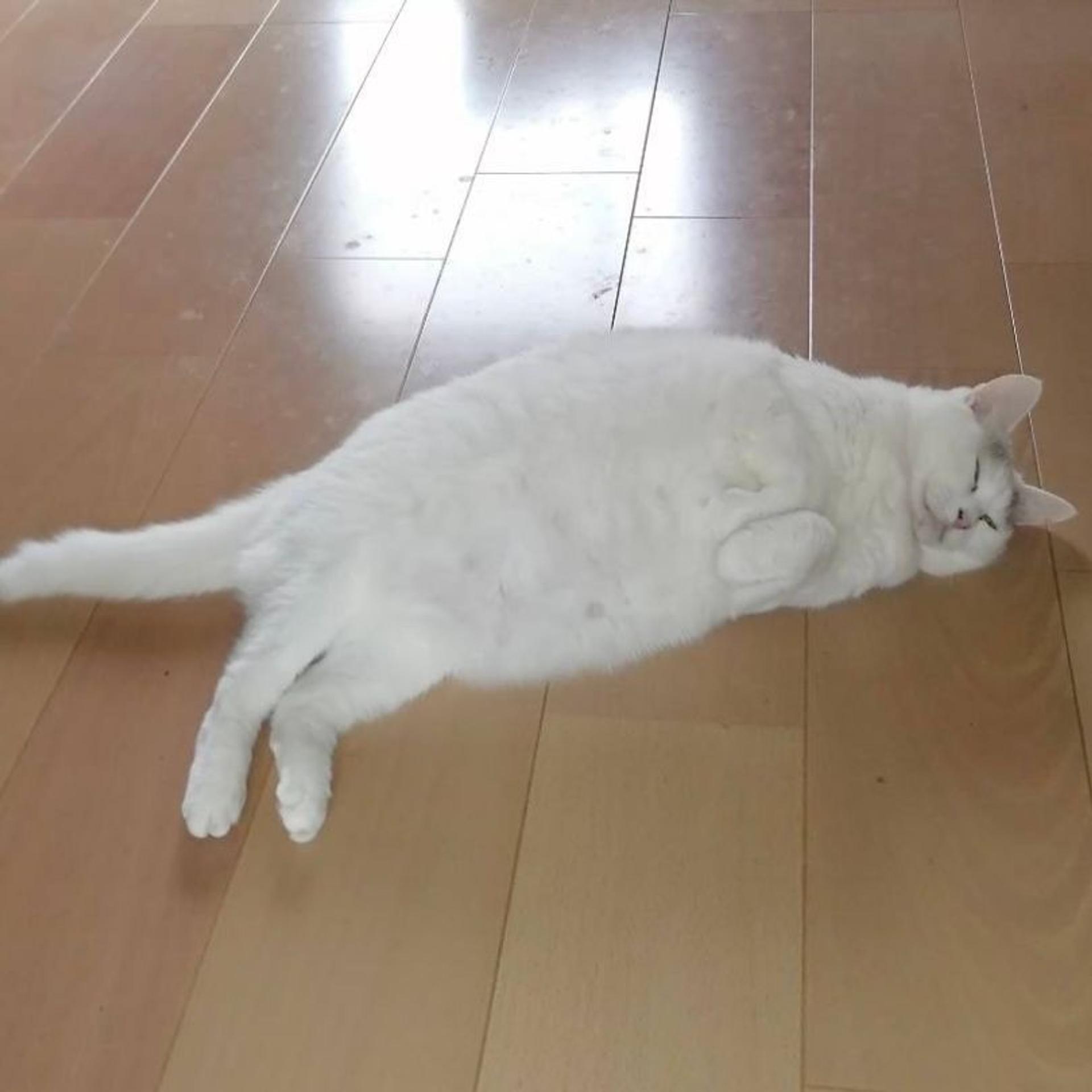 pet-image-2