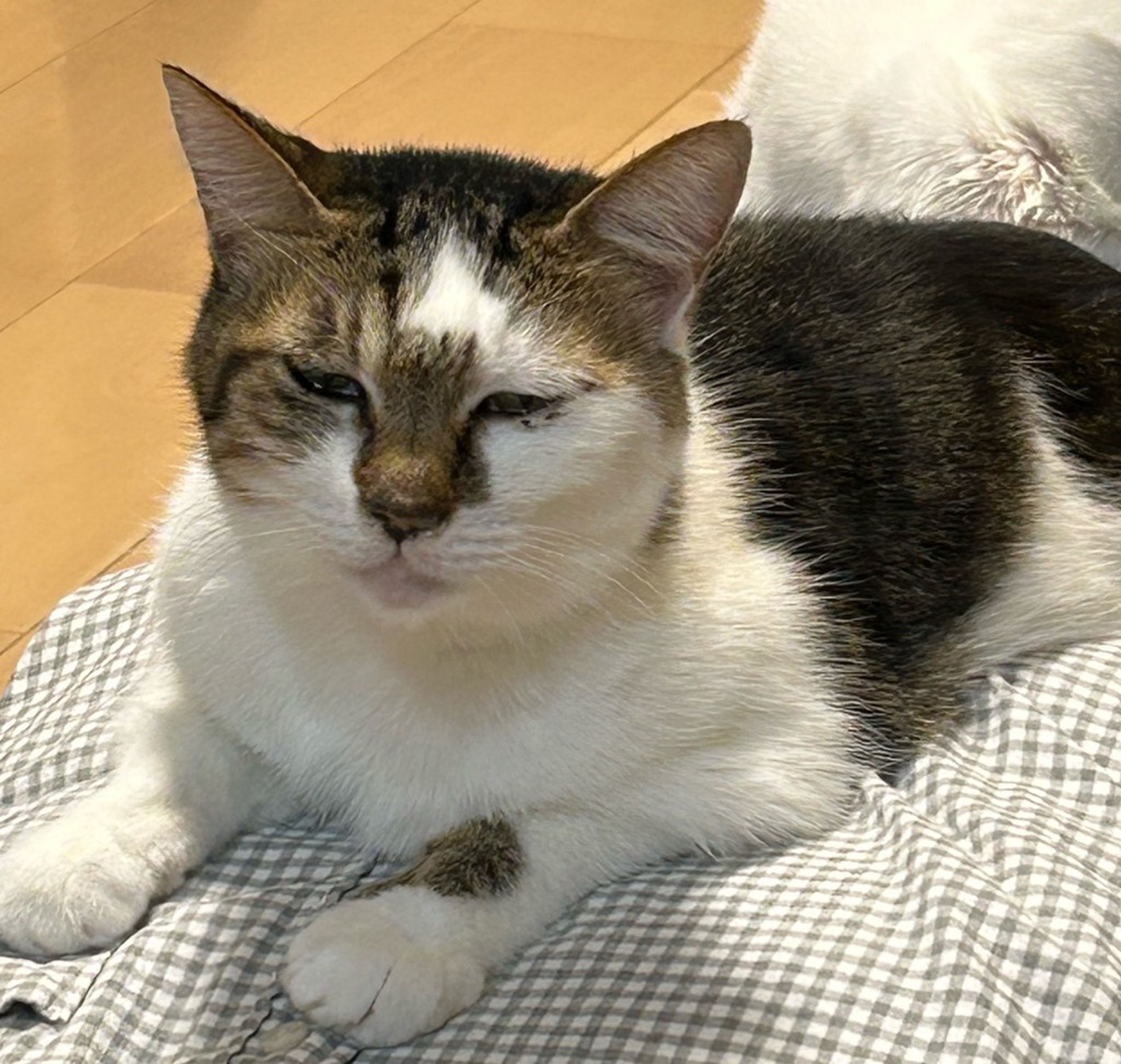 雑種（ミックス猫）・メスの里親募集の写真