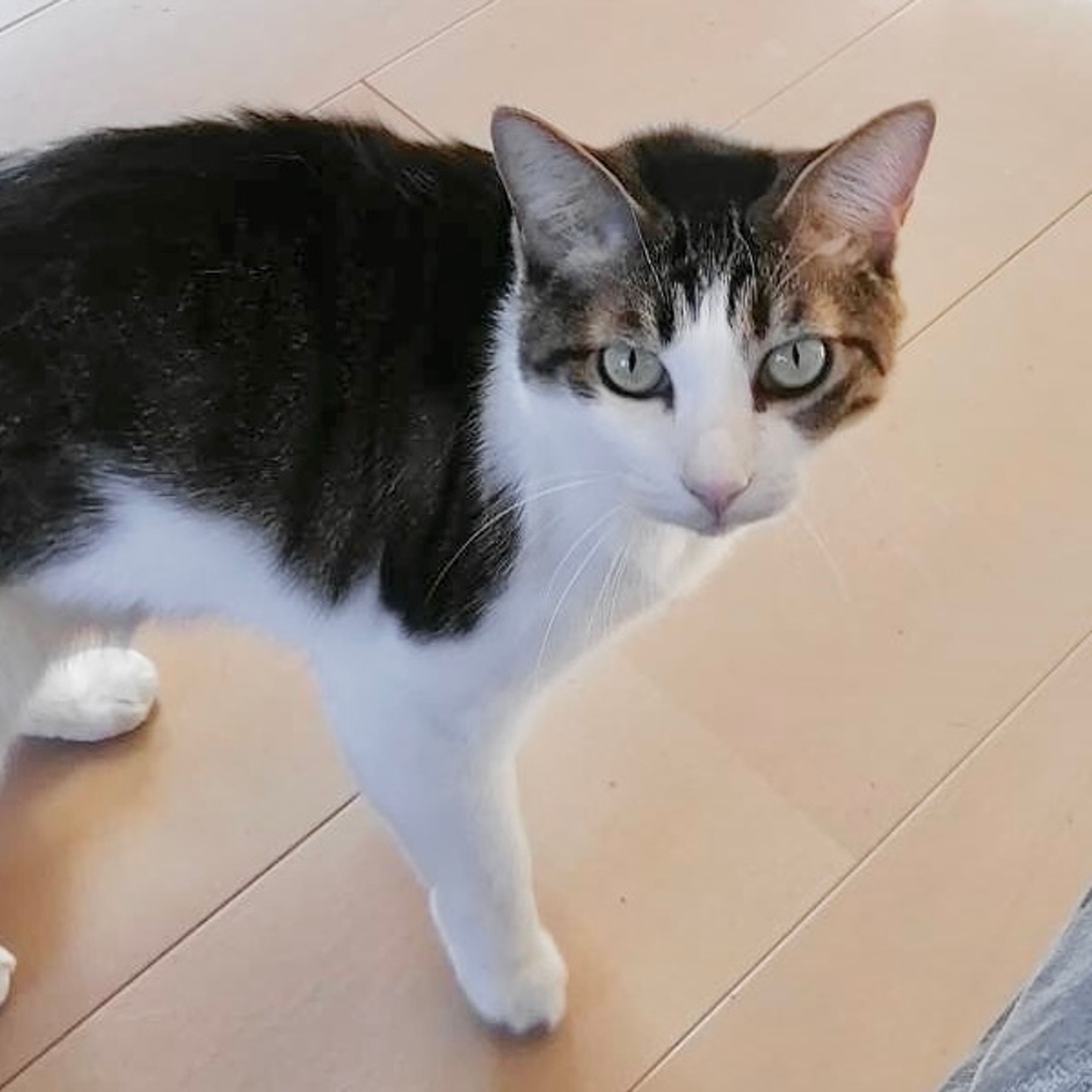 雑種（ミックス猫）・メスの里親募集の写真