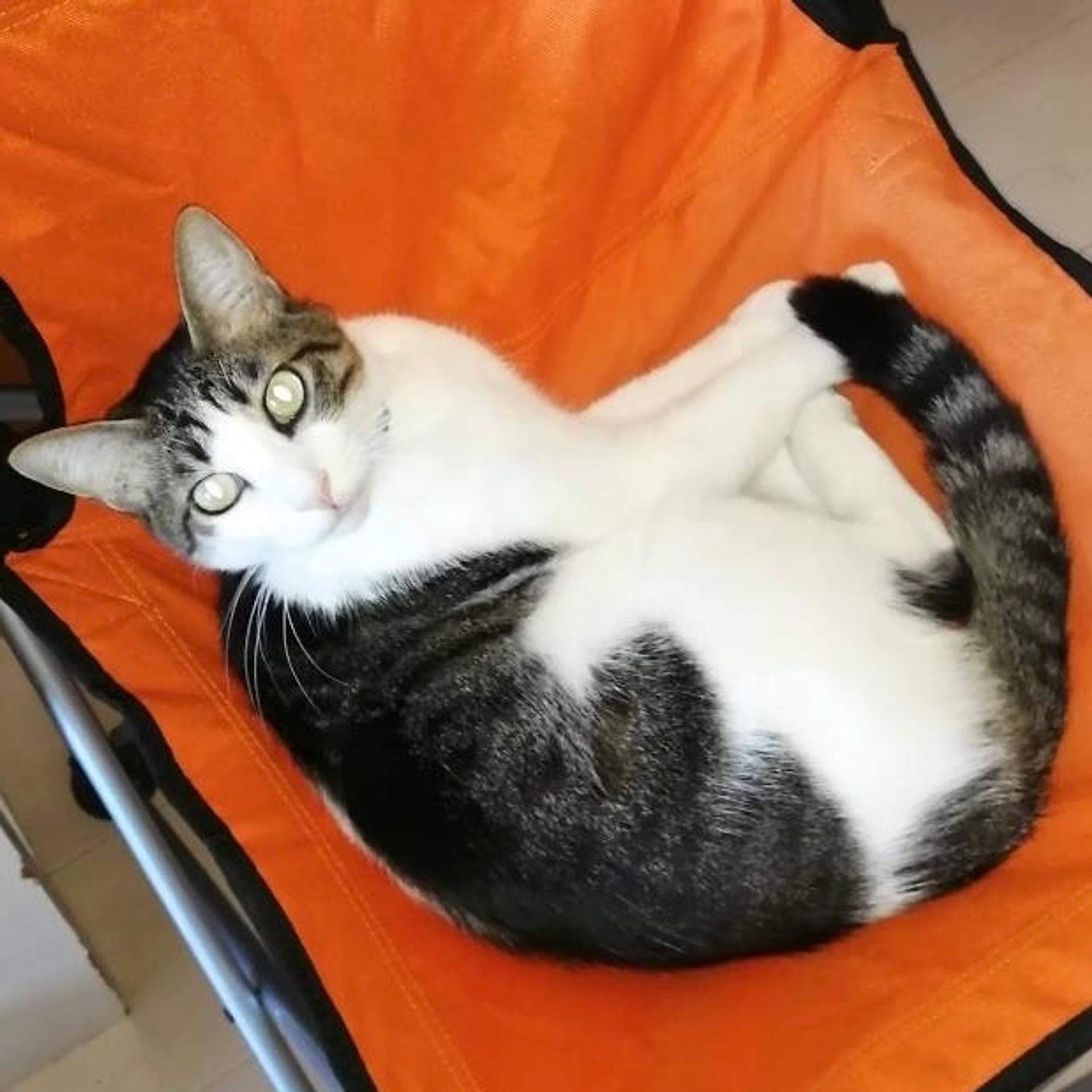 pet-image-3