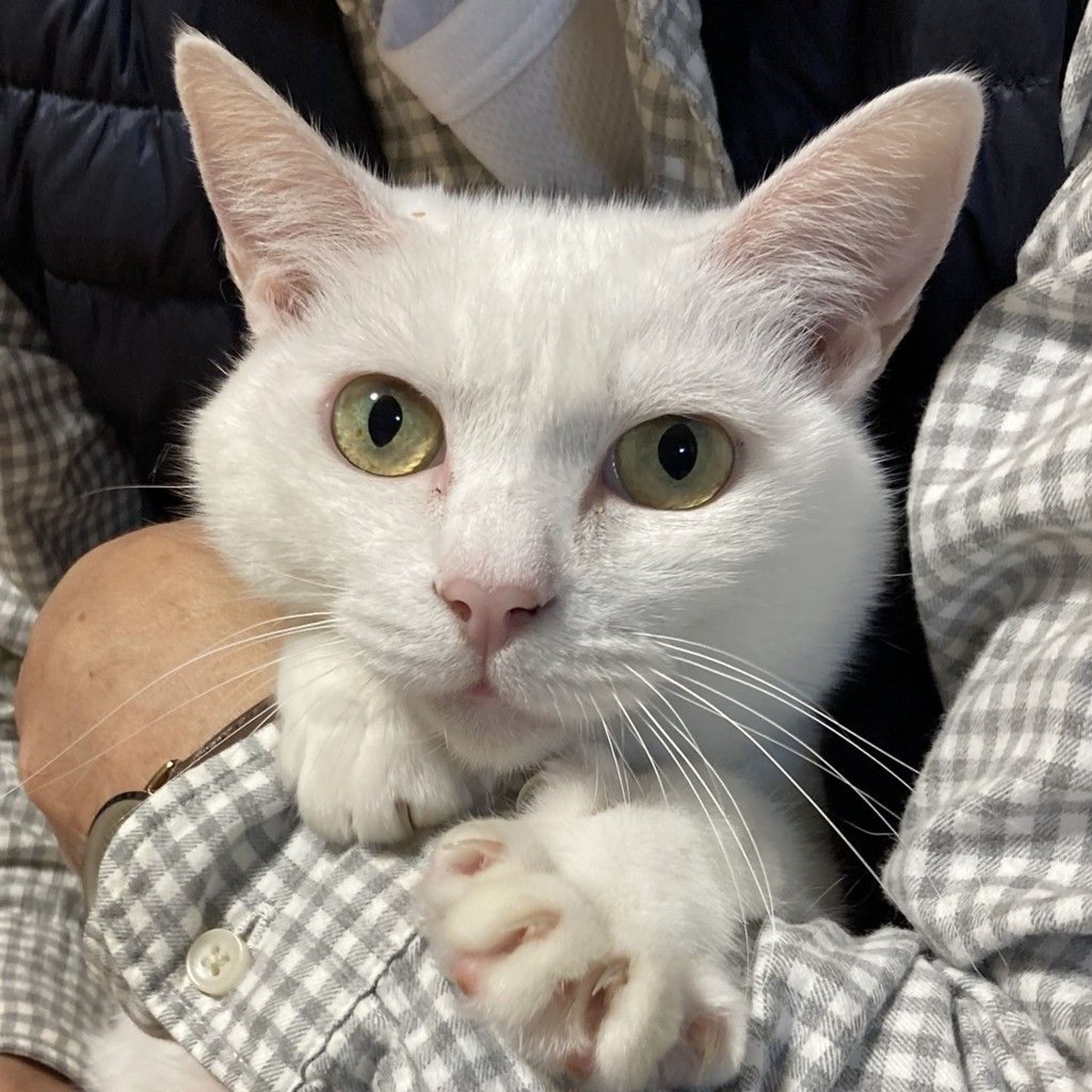 雑種（ミックス猫）・メスの里親募集の写真