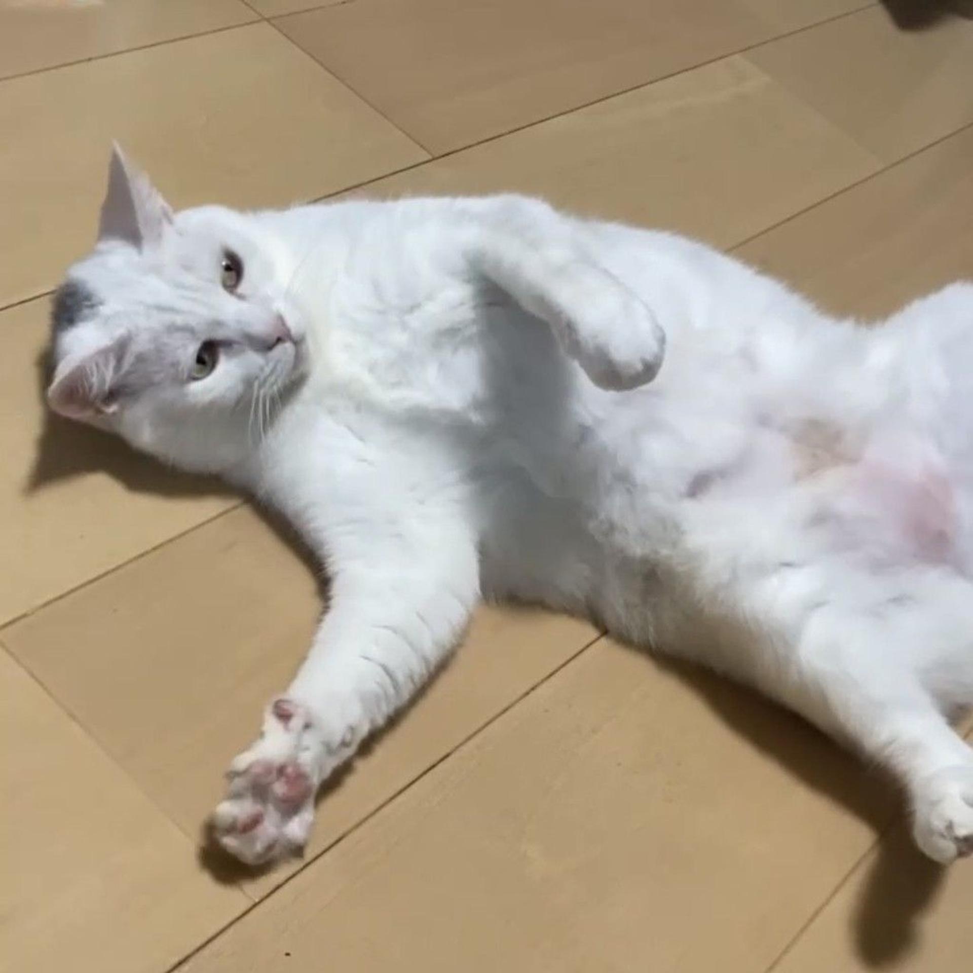 pet-image-2