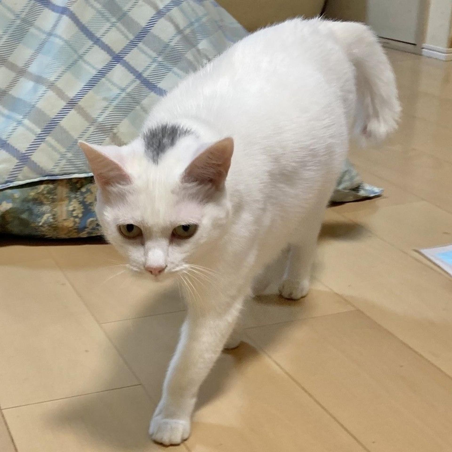 pet-image-3