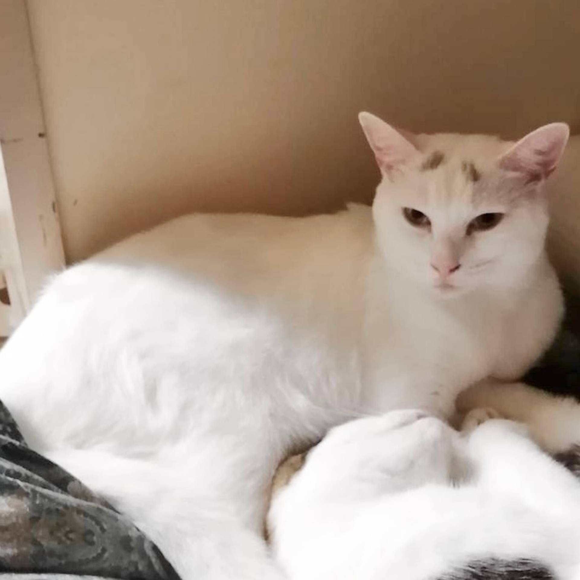雑種（ミックス猫）・メスの里親募集の写真