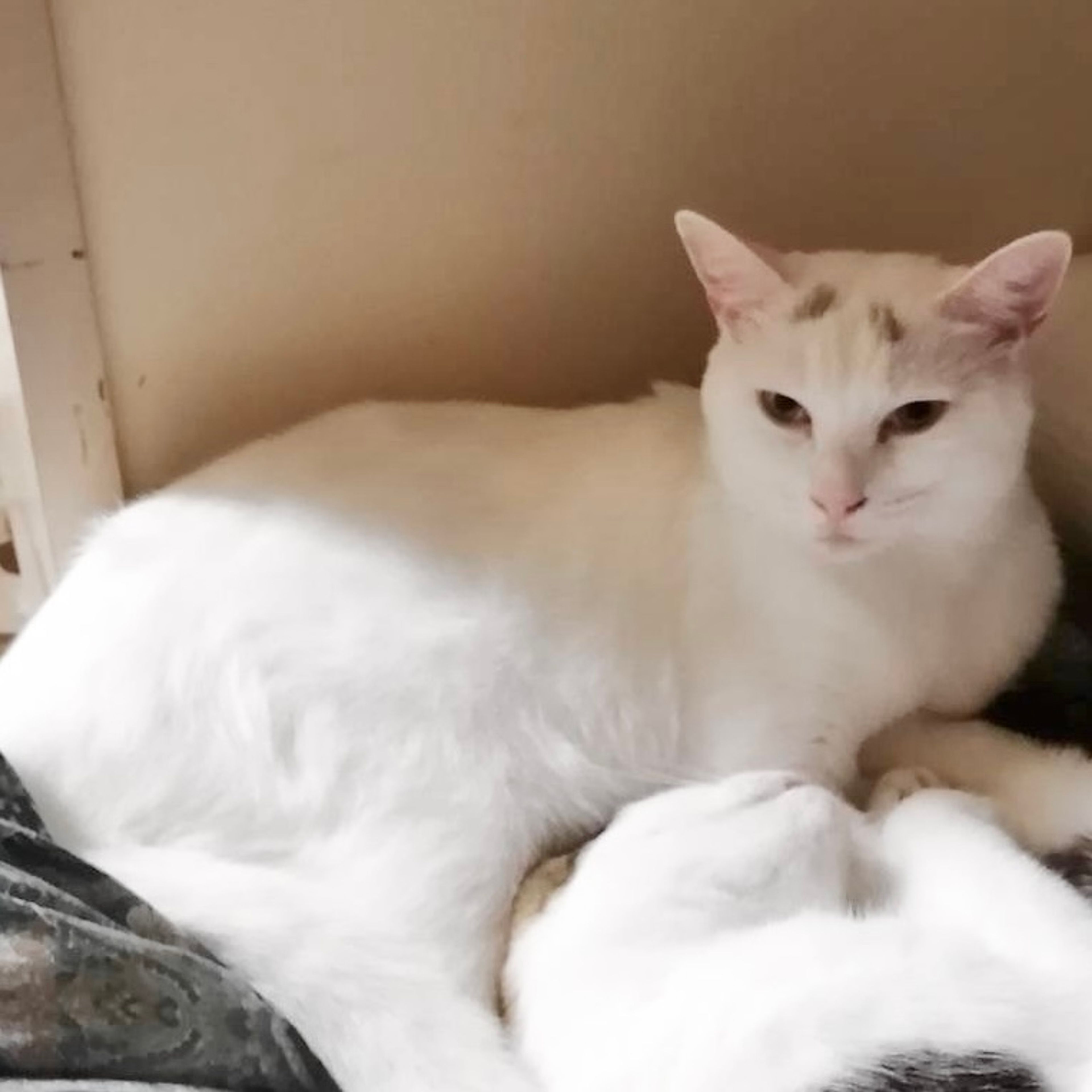 雑種（ミックス猫）・メスの里親募集の写真