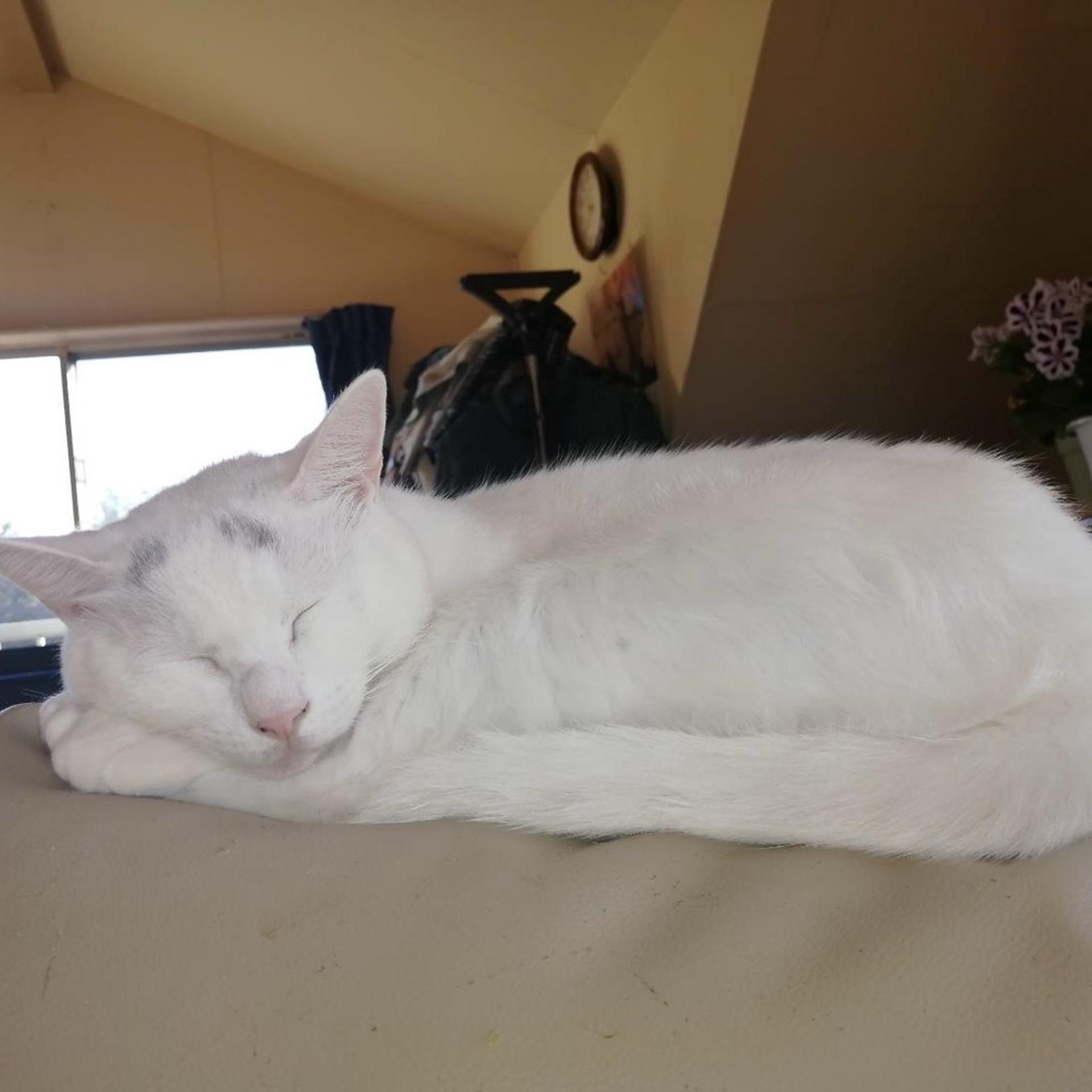 pet-image-3