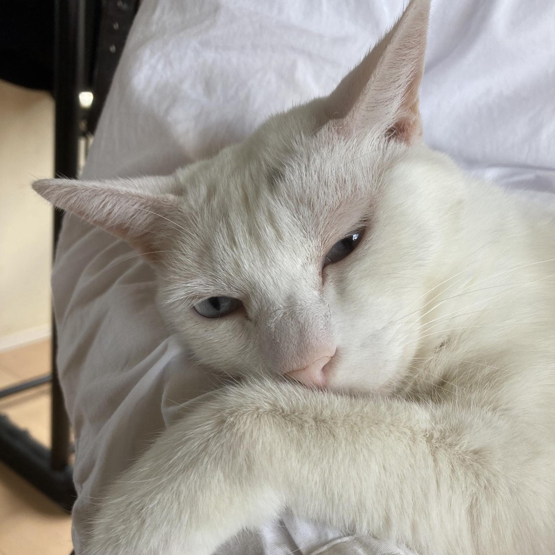 pet-image-2