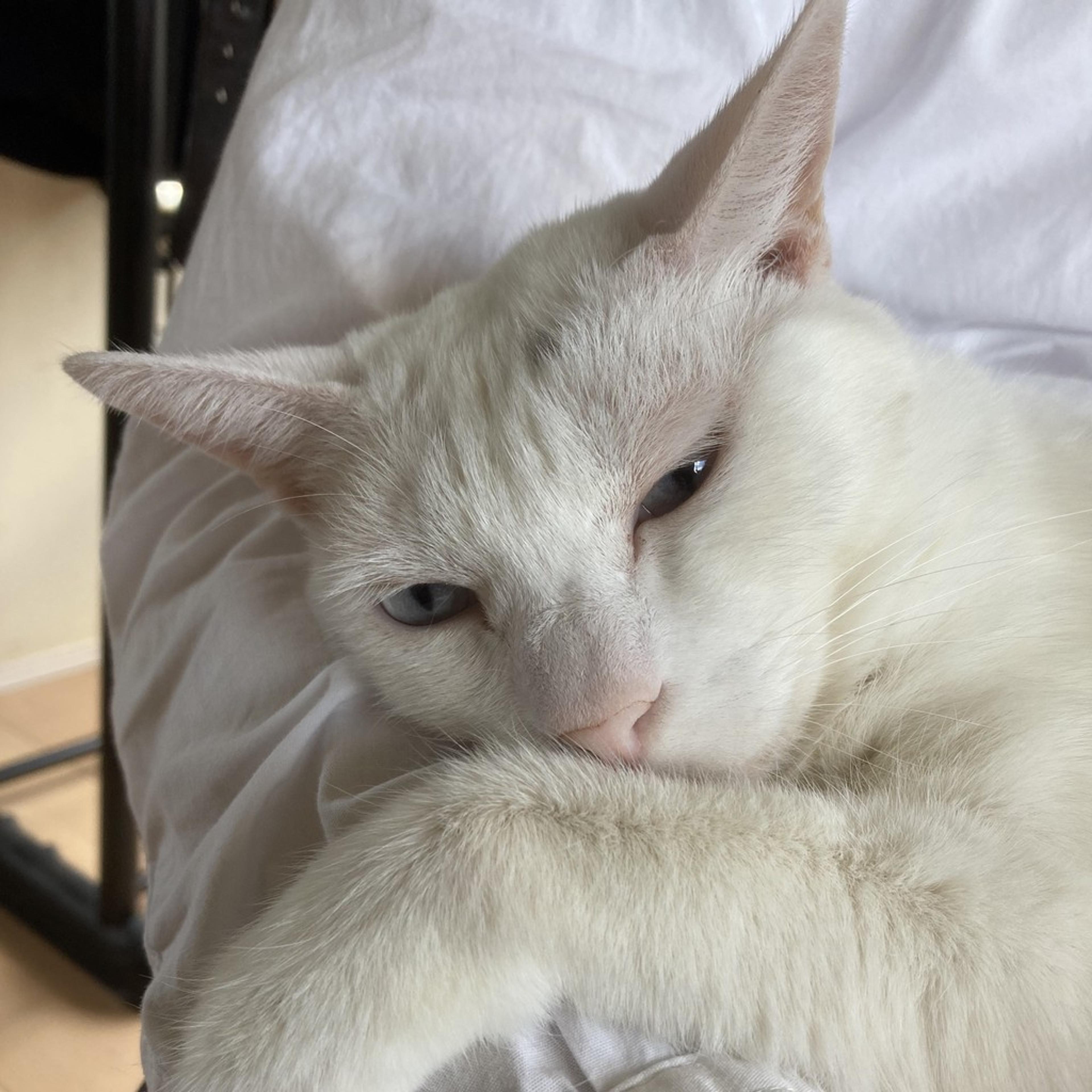 pet-image-2
