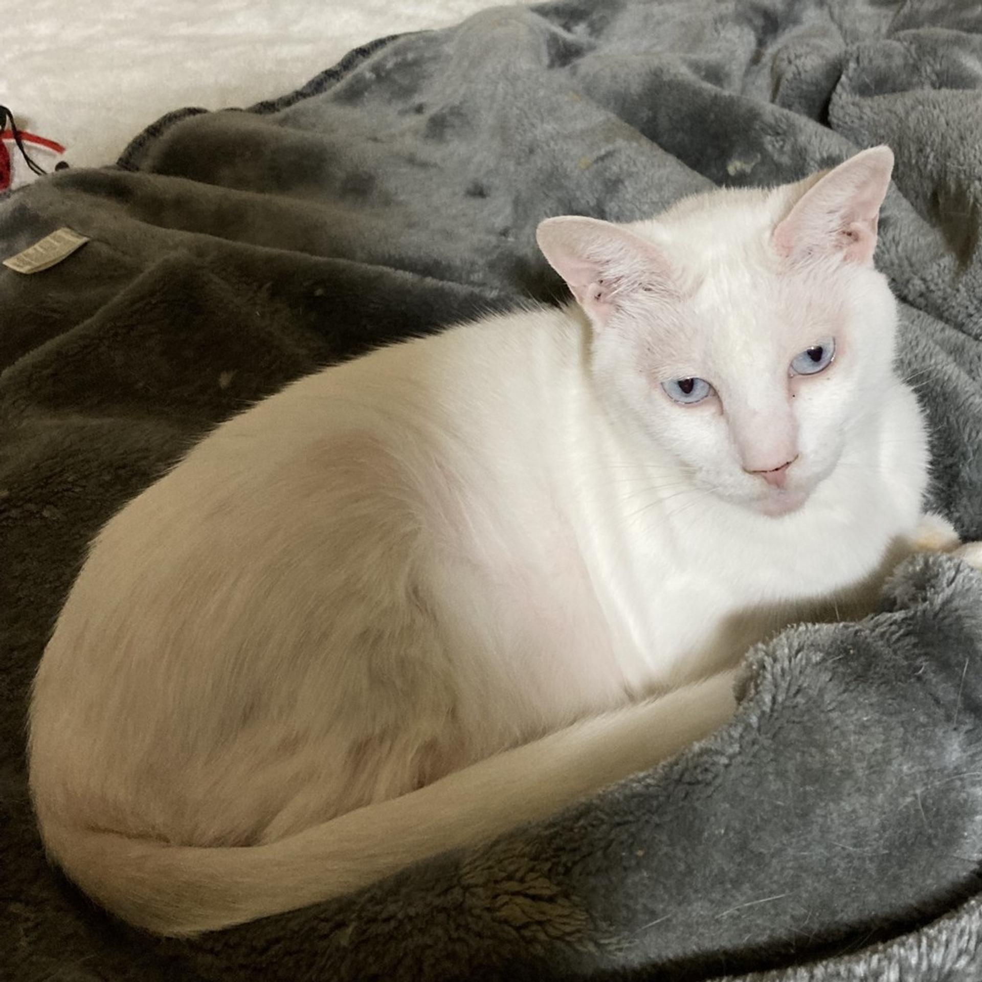 pet-image-3