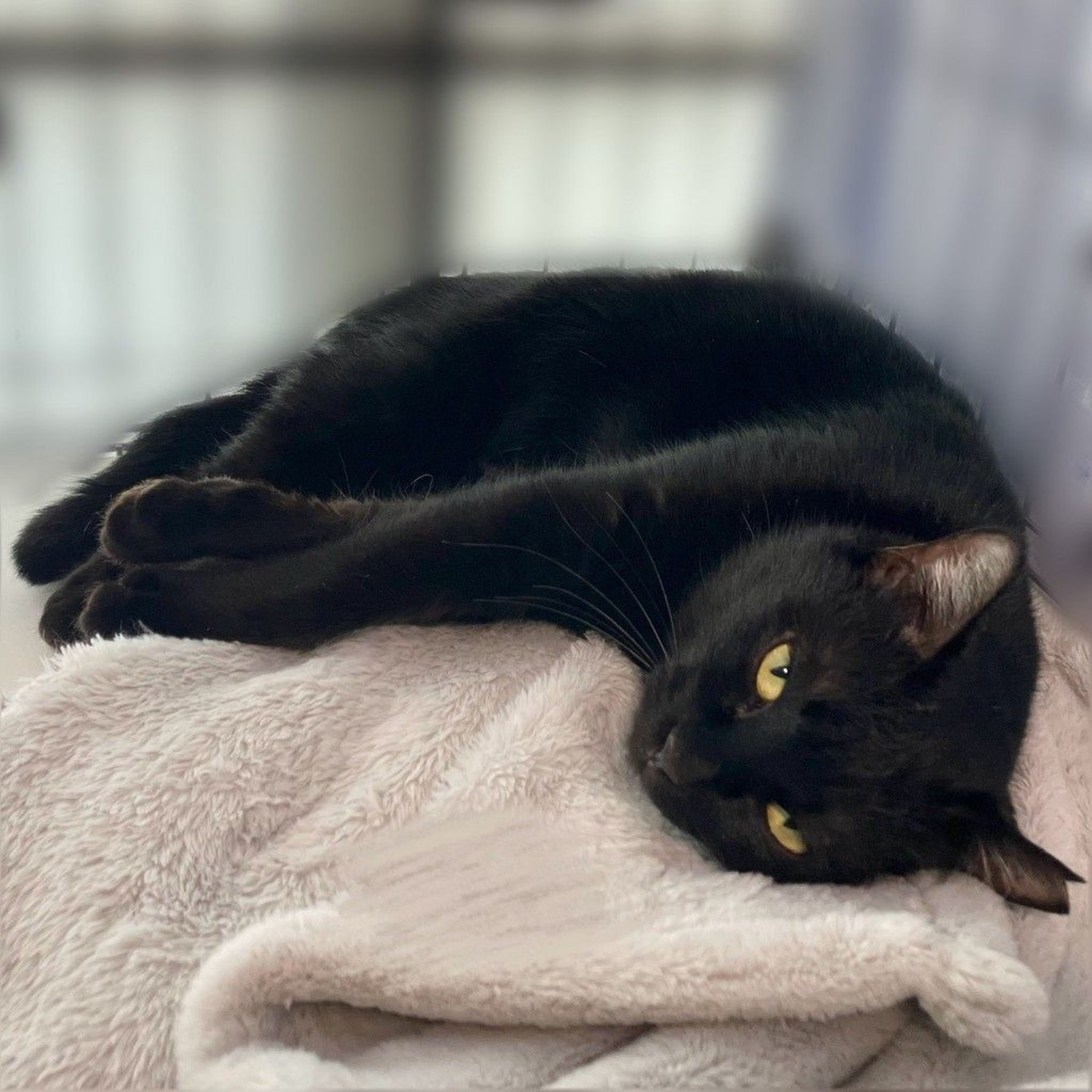 雑種（ミックス猫）・メスの里親募集の写真