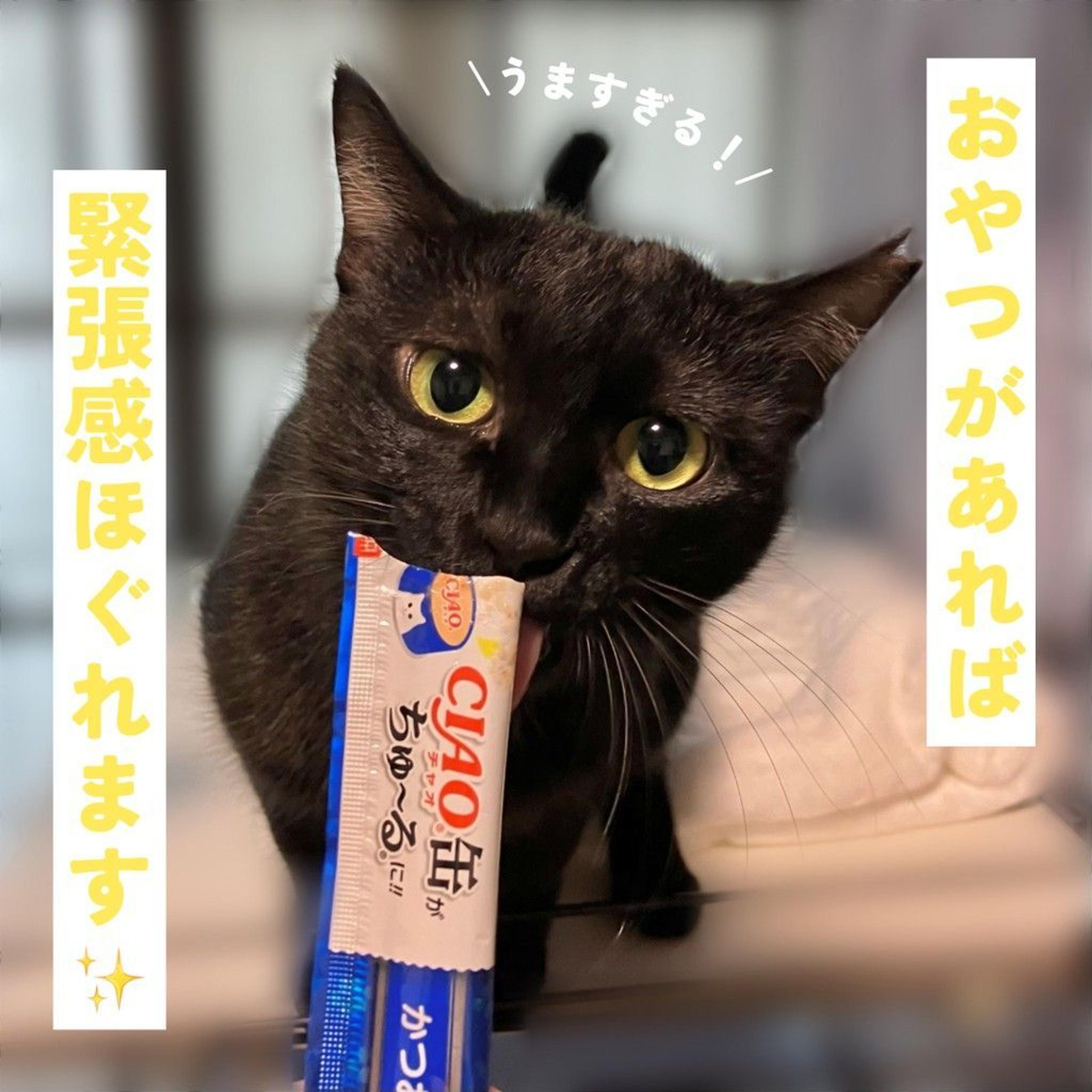 pet-image-4
