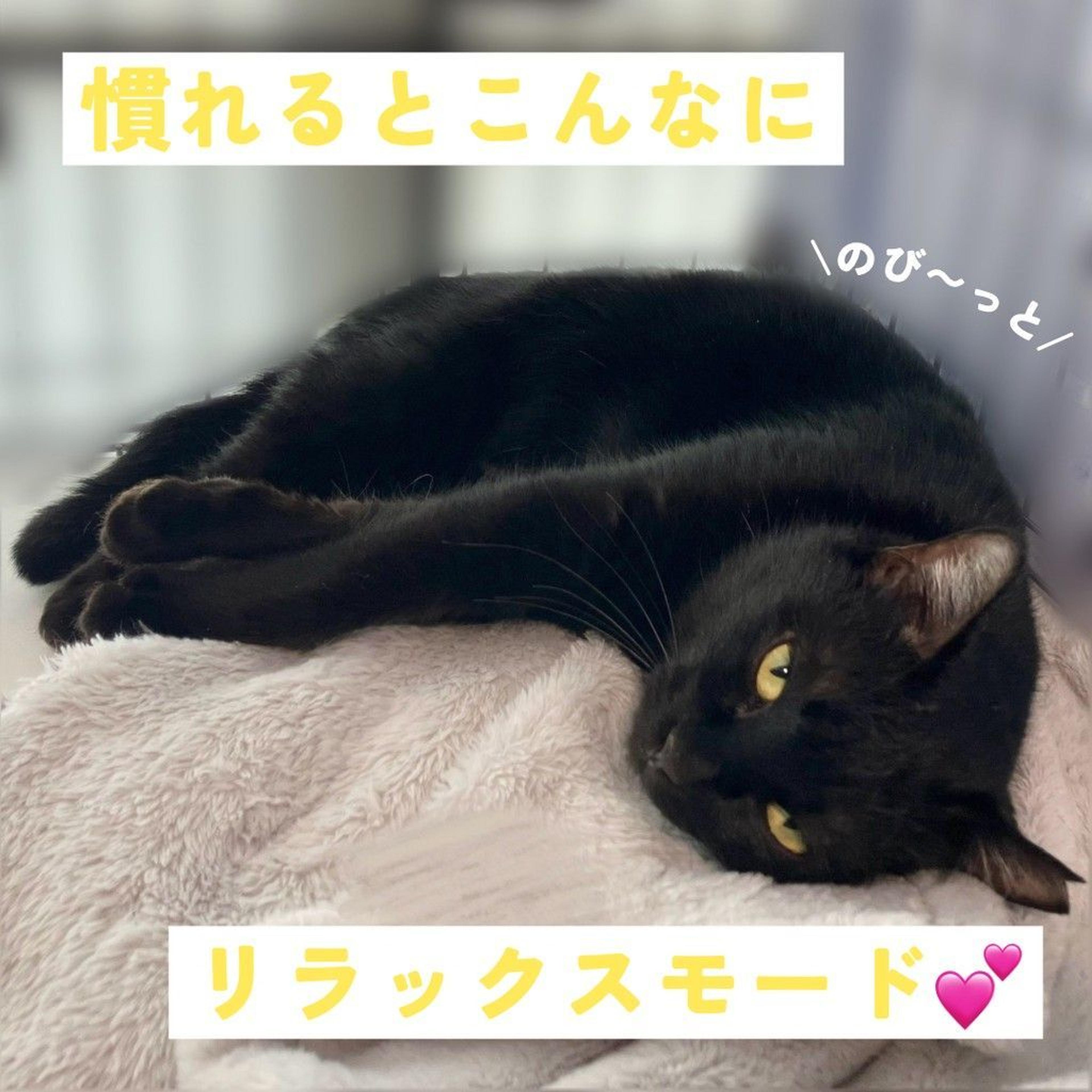 pet-image-5