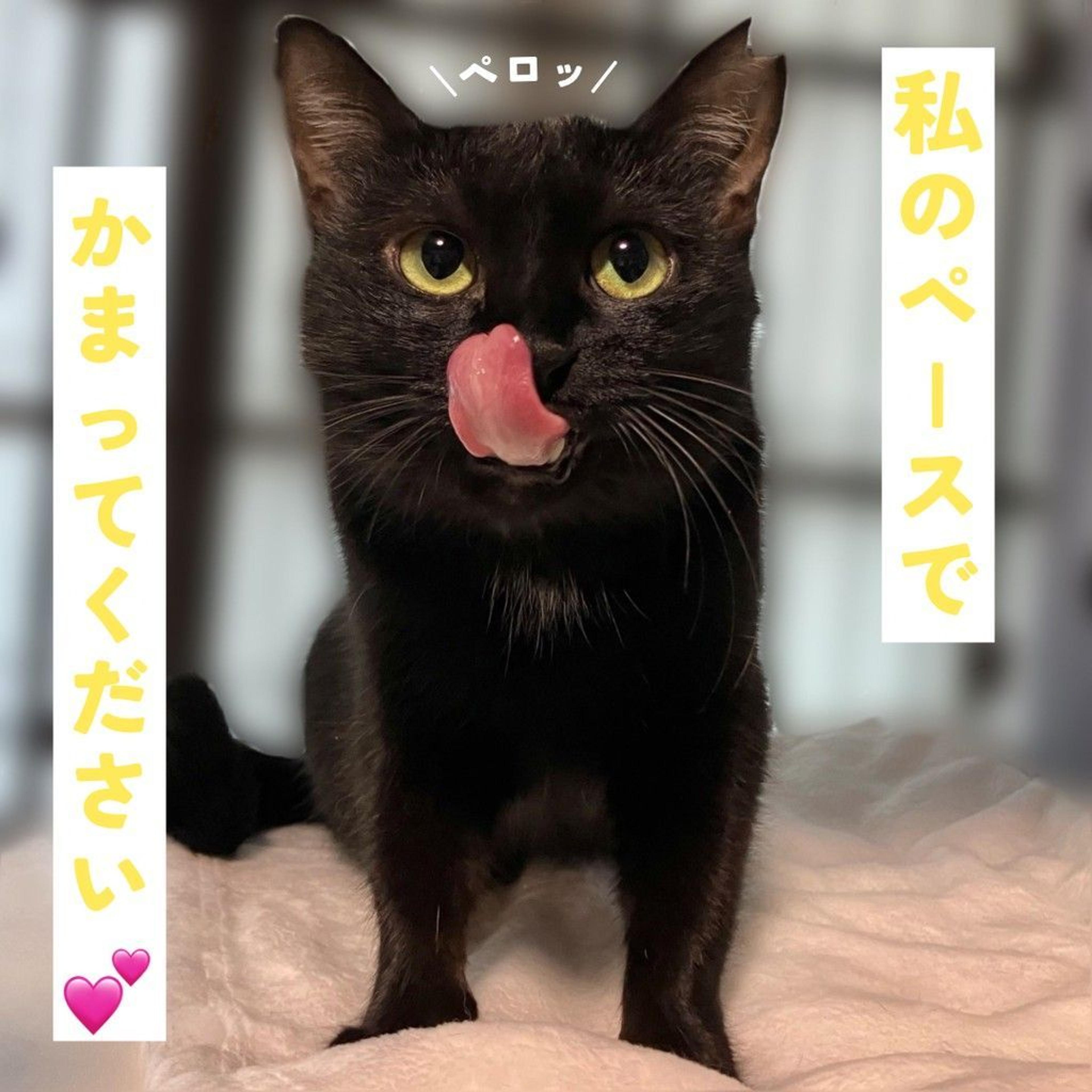 pet-image-6