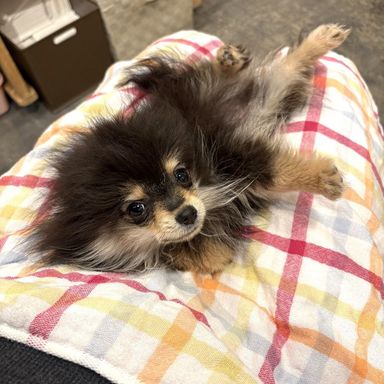 ポメラニアン・メスの里親募集の写真