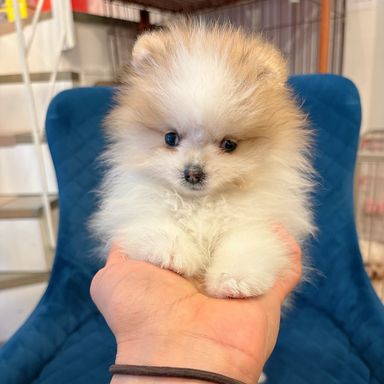 ポメラニアン・オスの里親募集の写真