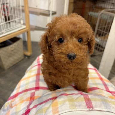 トイプードル・オスの里親募集の写真