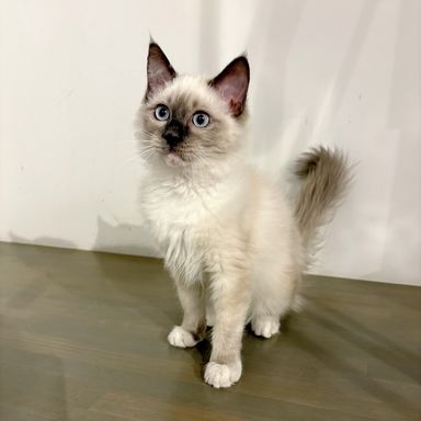 ラグドール・オスの里親募集の写真