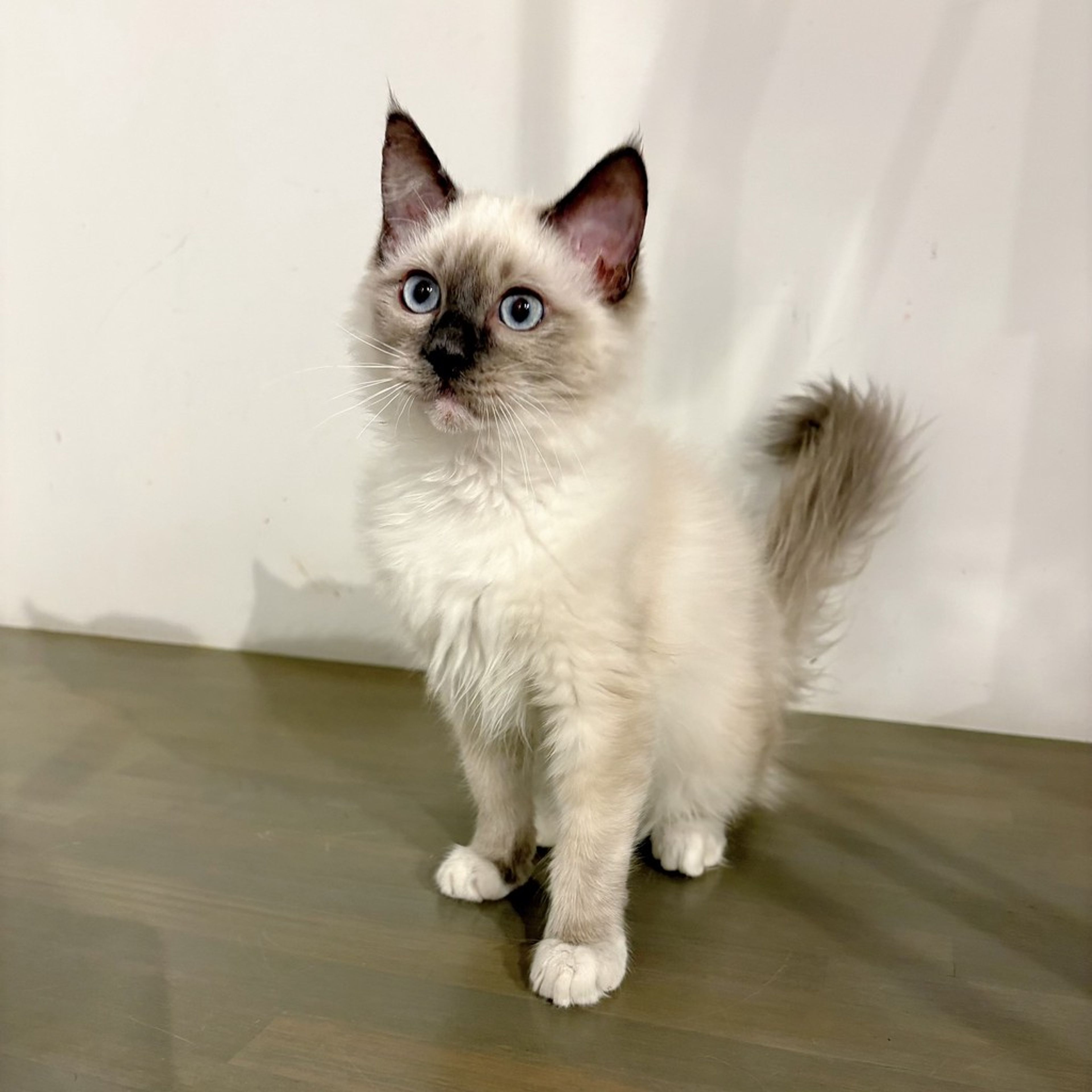 ラグドール・オスの里親募集の写真