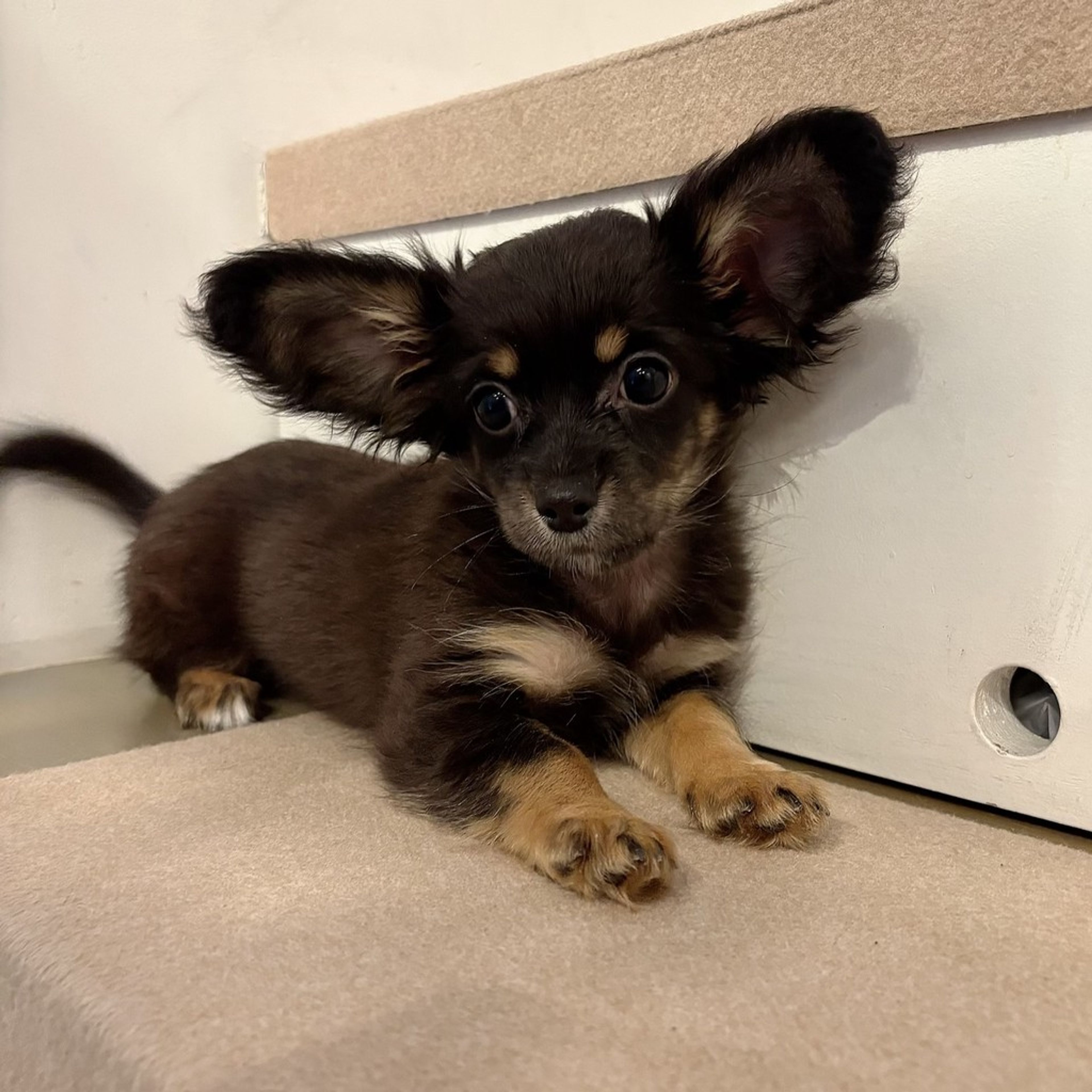 雑種（ミックス犬）・オスの里親募集の写真