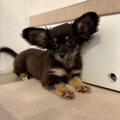 雑種（ミックス犬）・オスの里親募集の写真