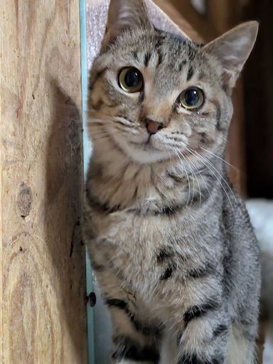 雑種（ミックス猫）・オスの里親募集の写真