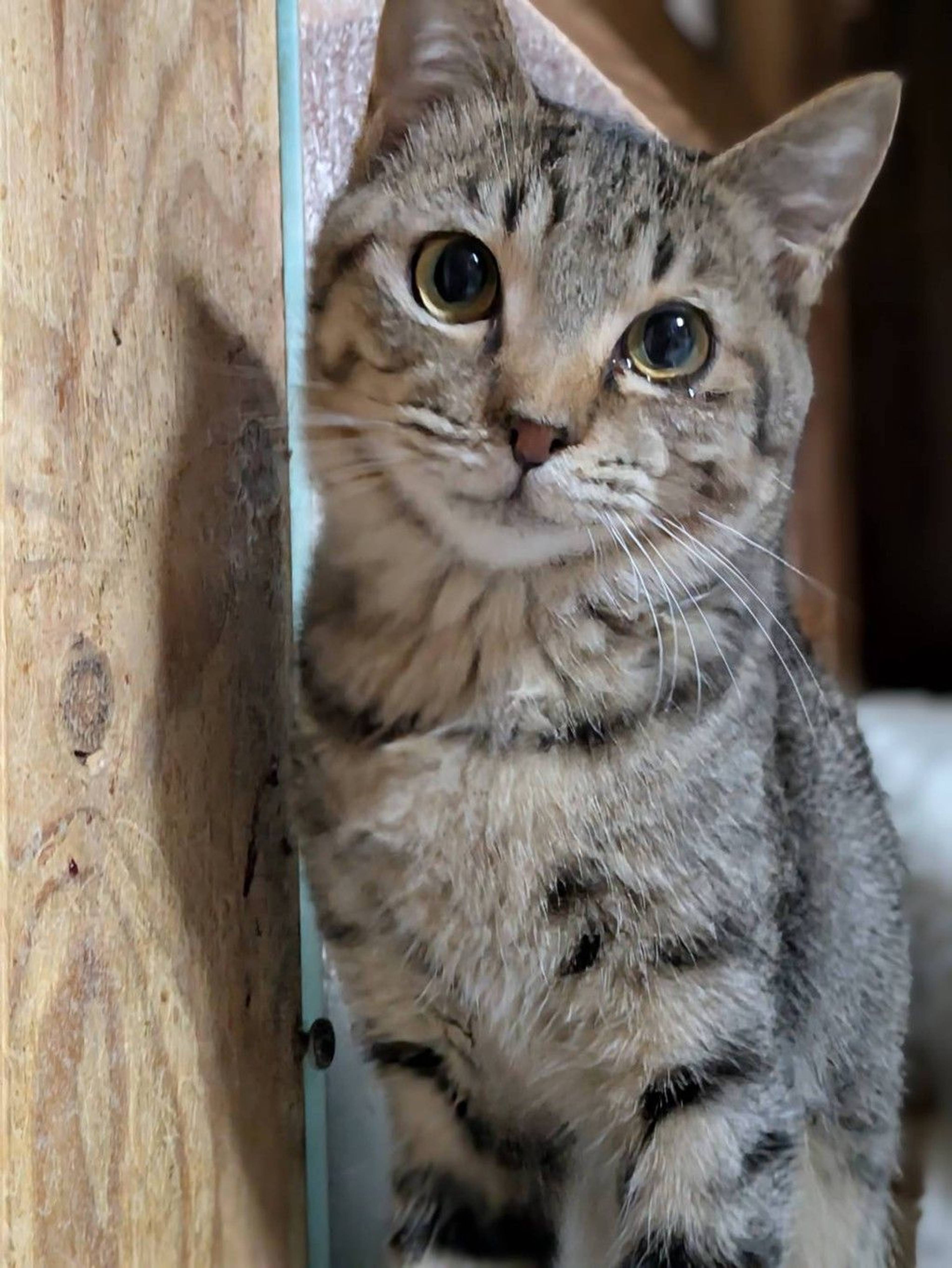雑種（ミックス猫）・オスの里親募集の写真