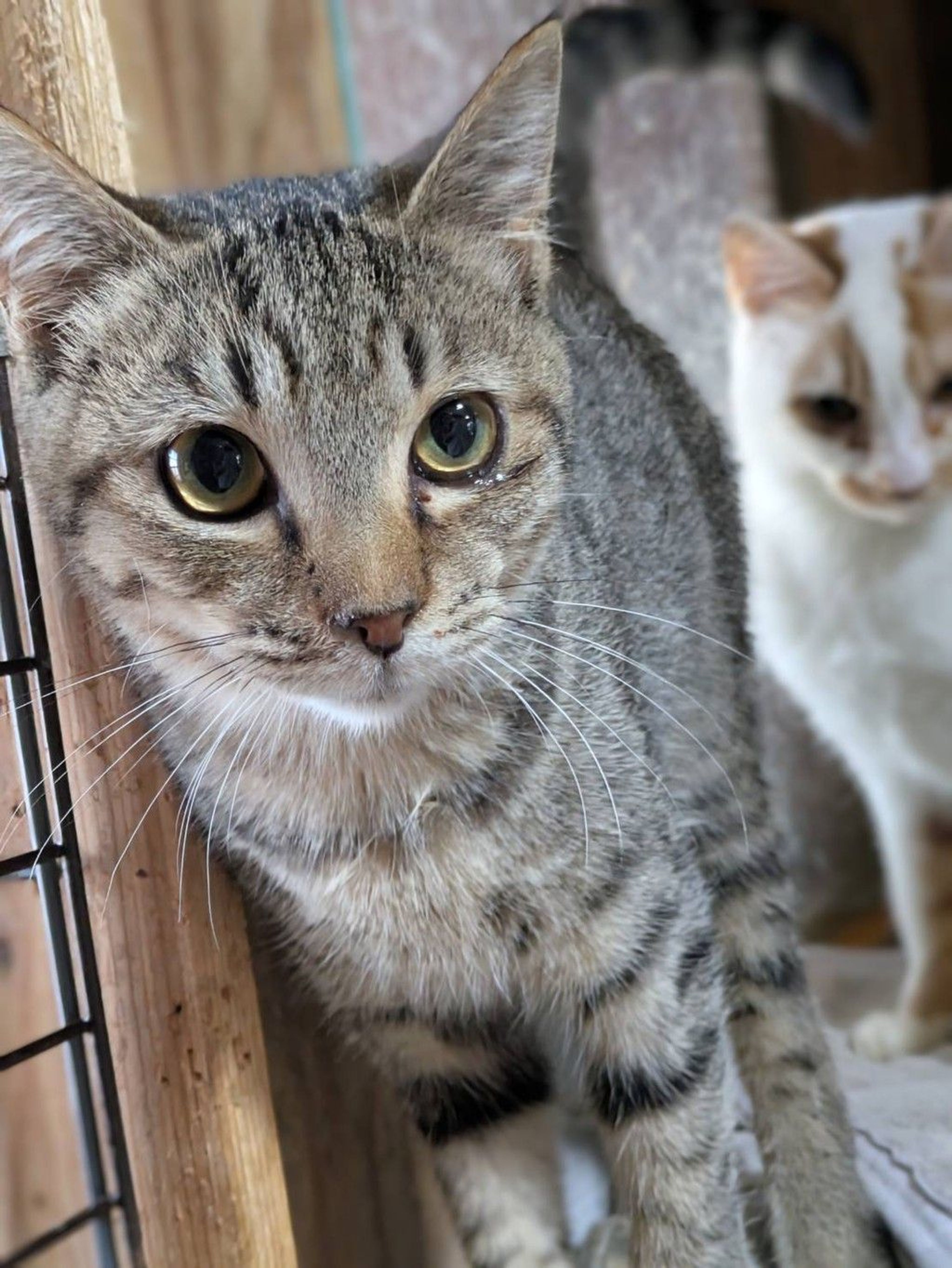 雑種（ミックス猫）・オスの里親募集の写真