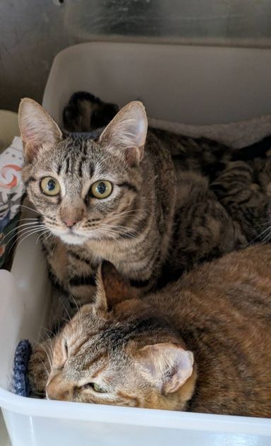 雑種（ミックス猫）・メスの里親募集の写真