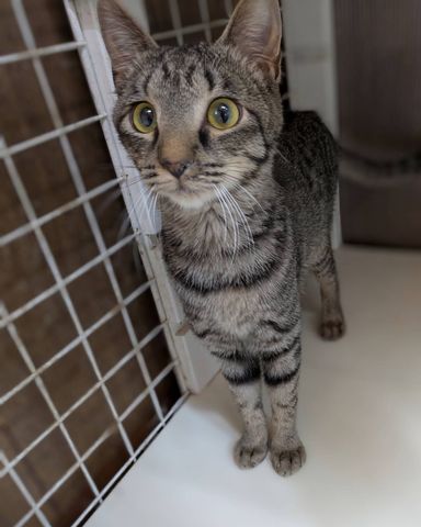 雑種（ミックス猫）・メスの里親募集の写真