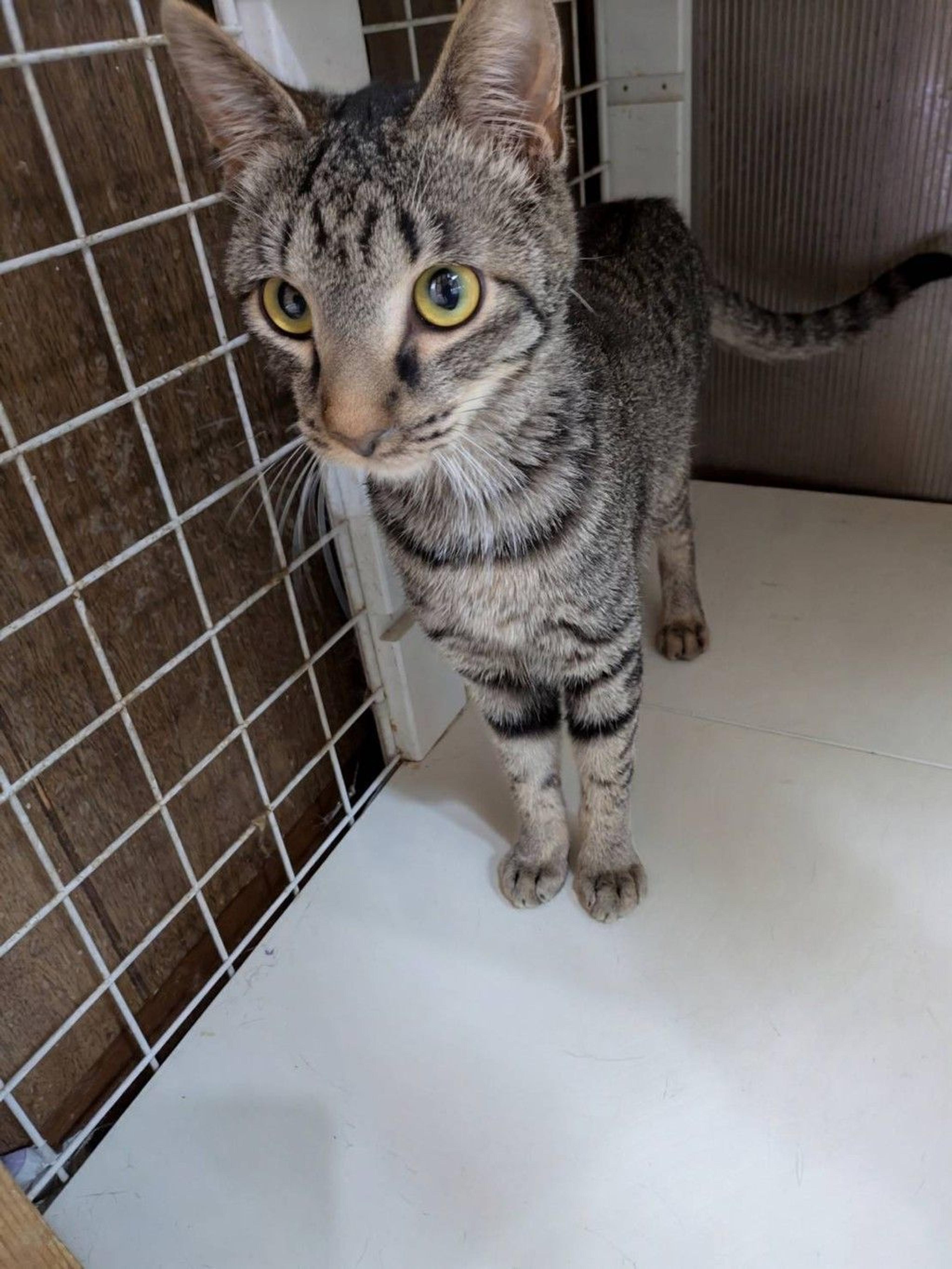 pet-image-2