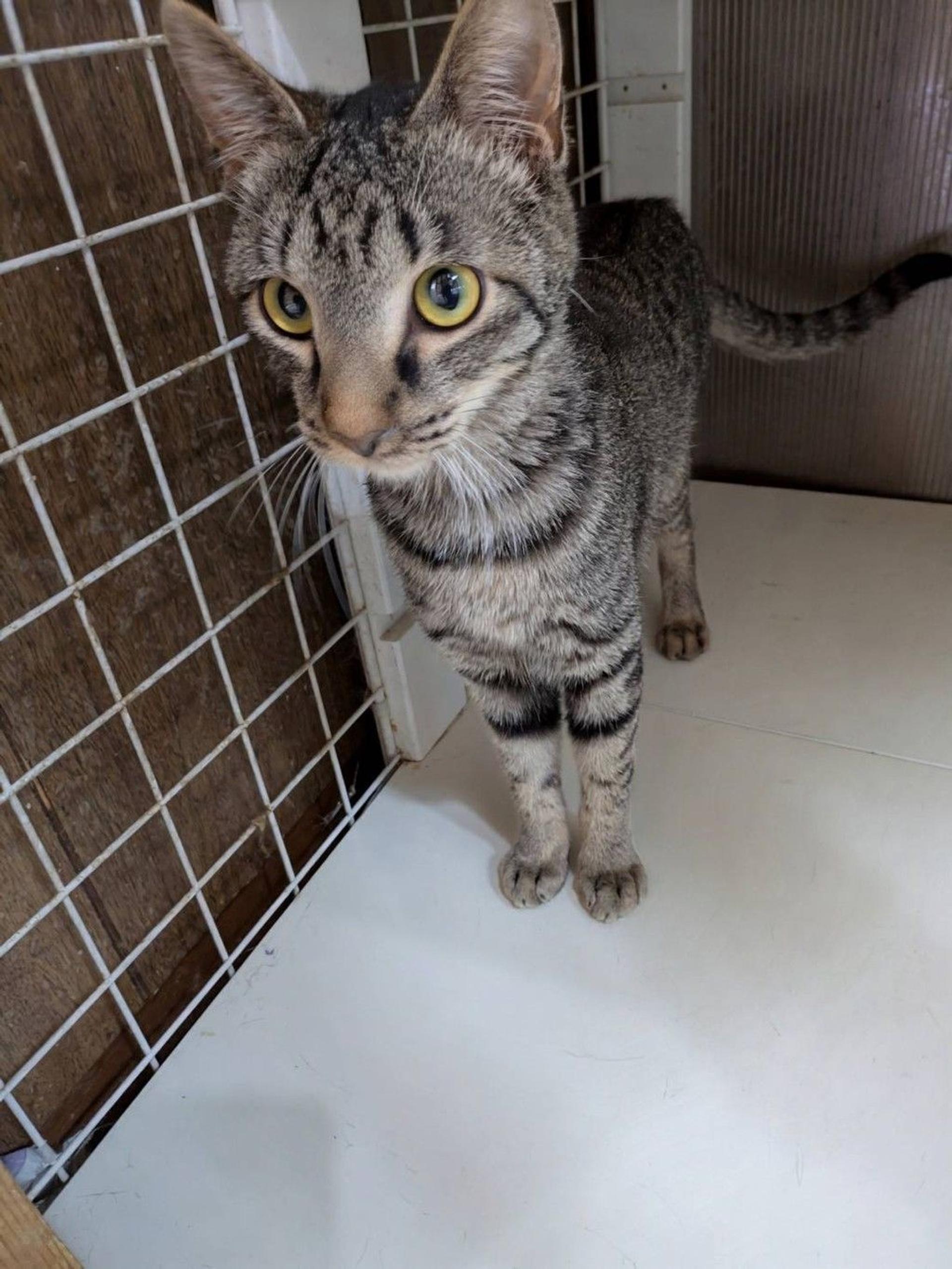 pet-image-2