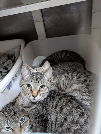 雑種（ミックス猫）・メスの里親募集の写真