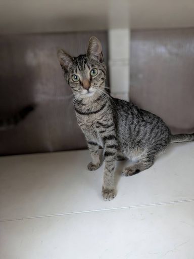 雑種（ミックス猫）・メスの里親募集の写真