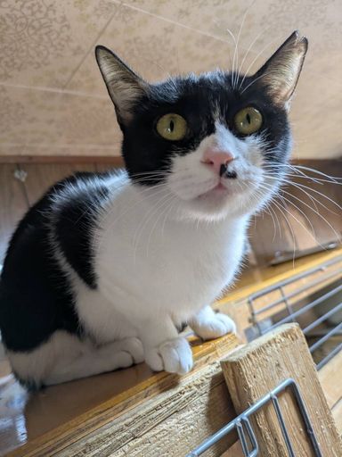 雑種（ミックス猫）・メスの里親募集の写真