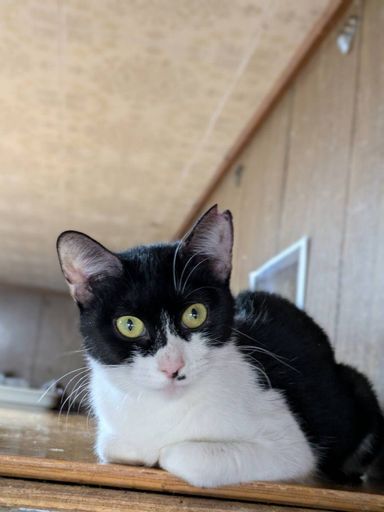 雑種（ミックス猫）・メスの里親募集の写真