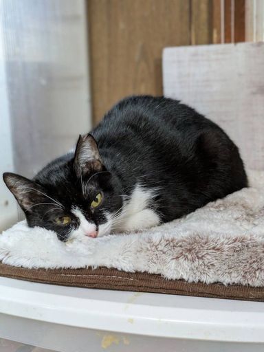 雑種（ミックス猫）・メスの里親募集の写真