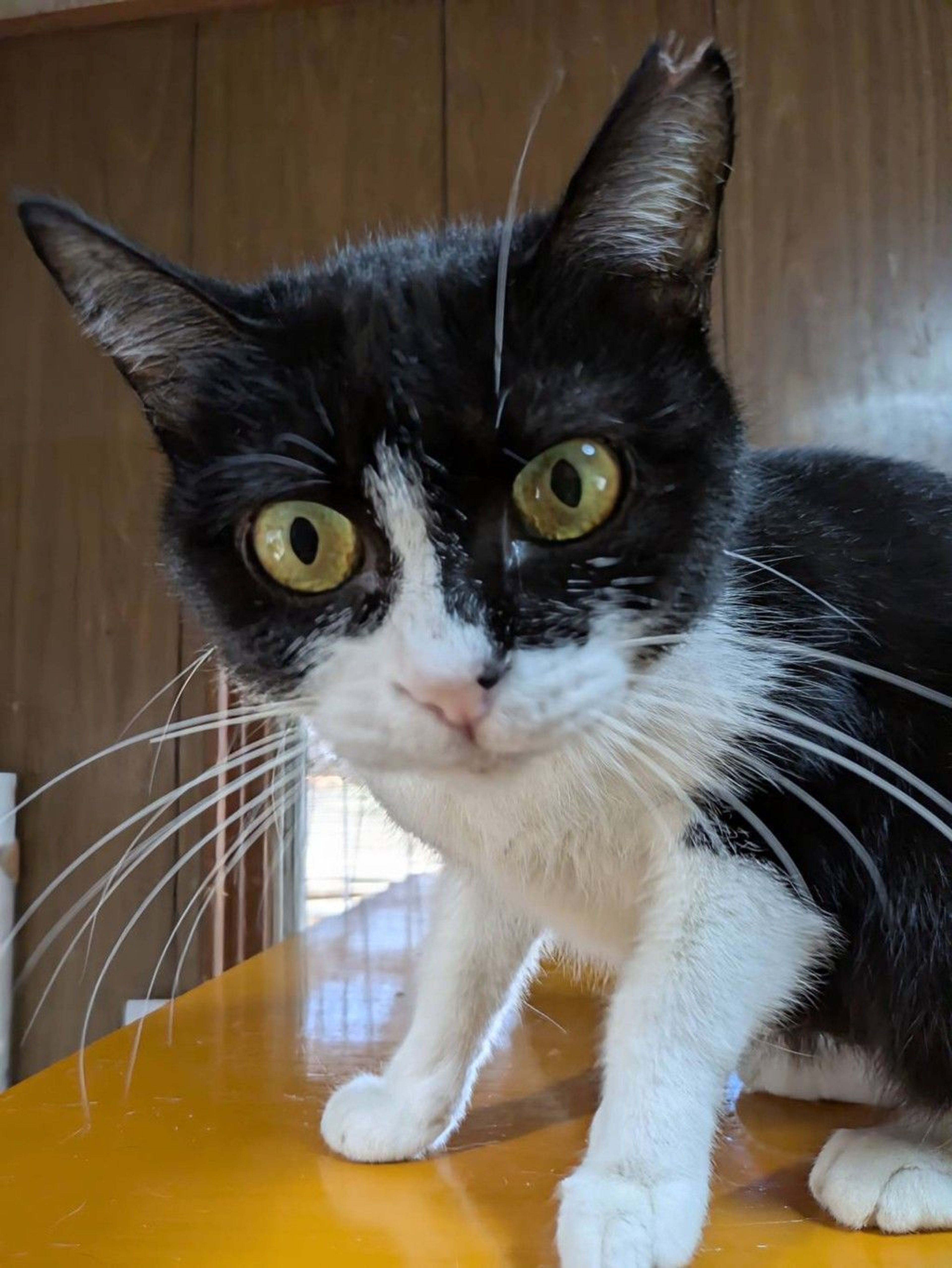 雑種（ミックス猫）・メスの里親募集の写真