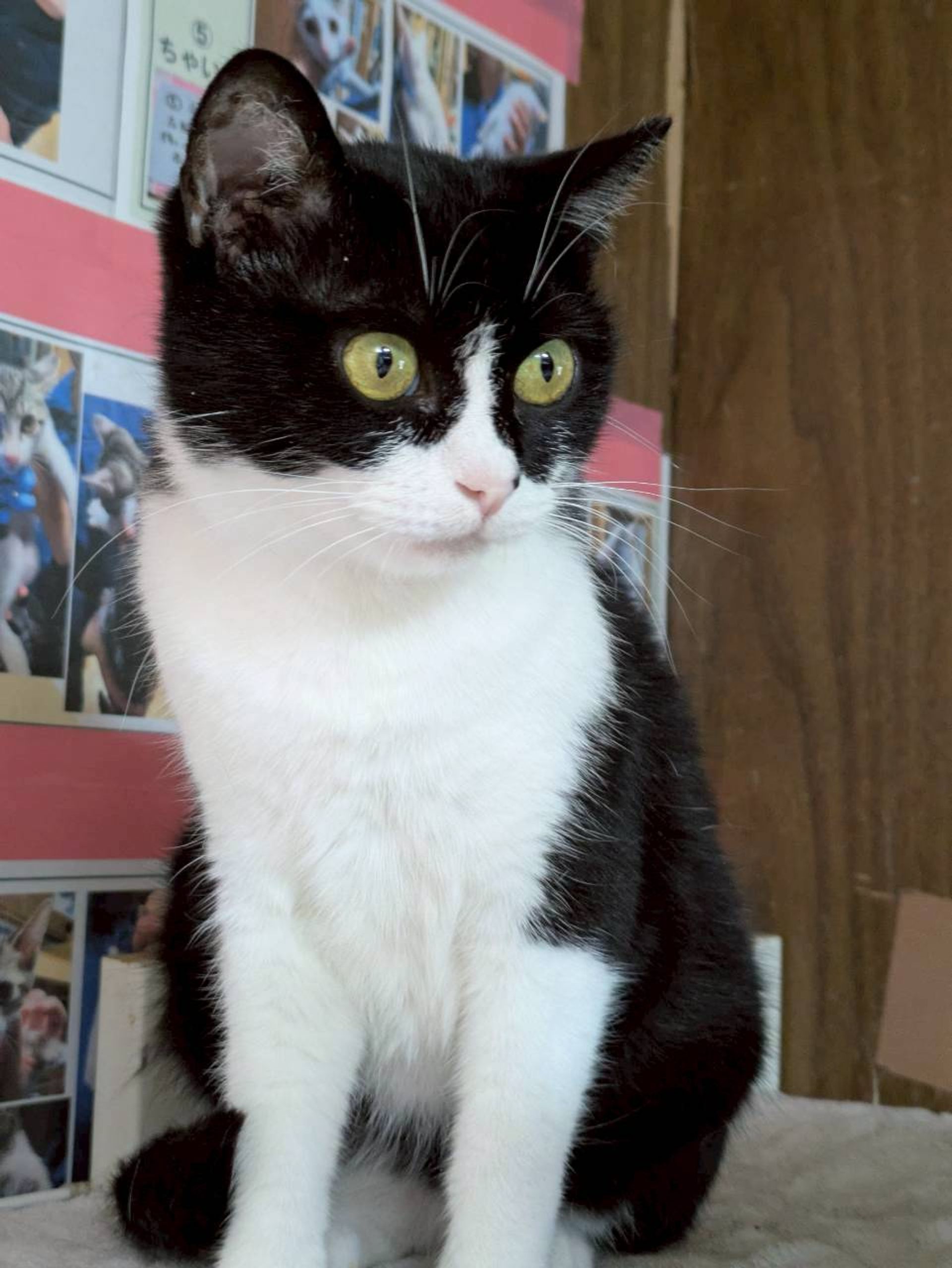 雑種（ミックス猫）・メスの里親募集の写真