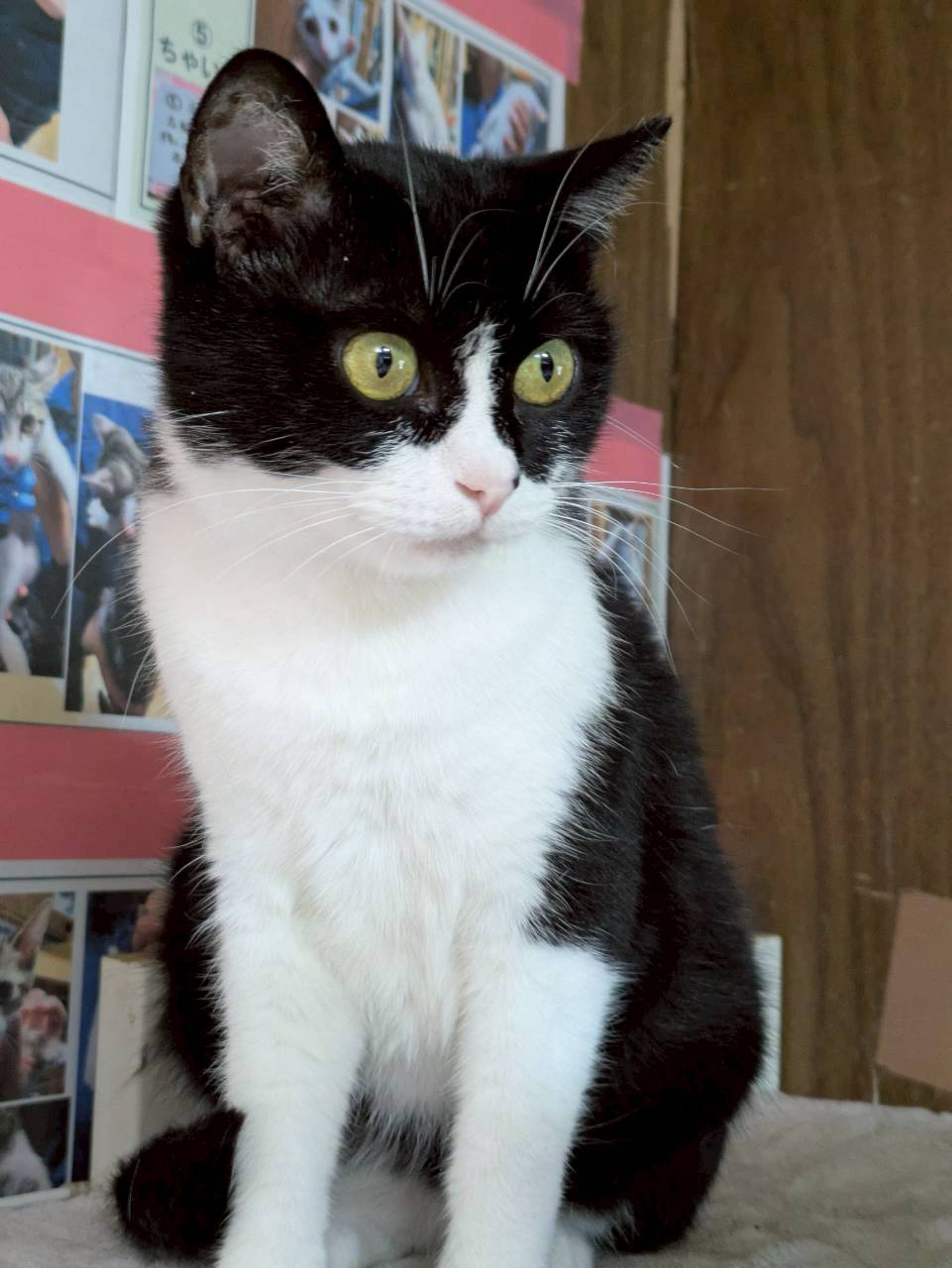雑種（ミックス猫）・メスの里親募集の写真