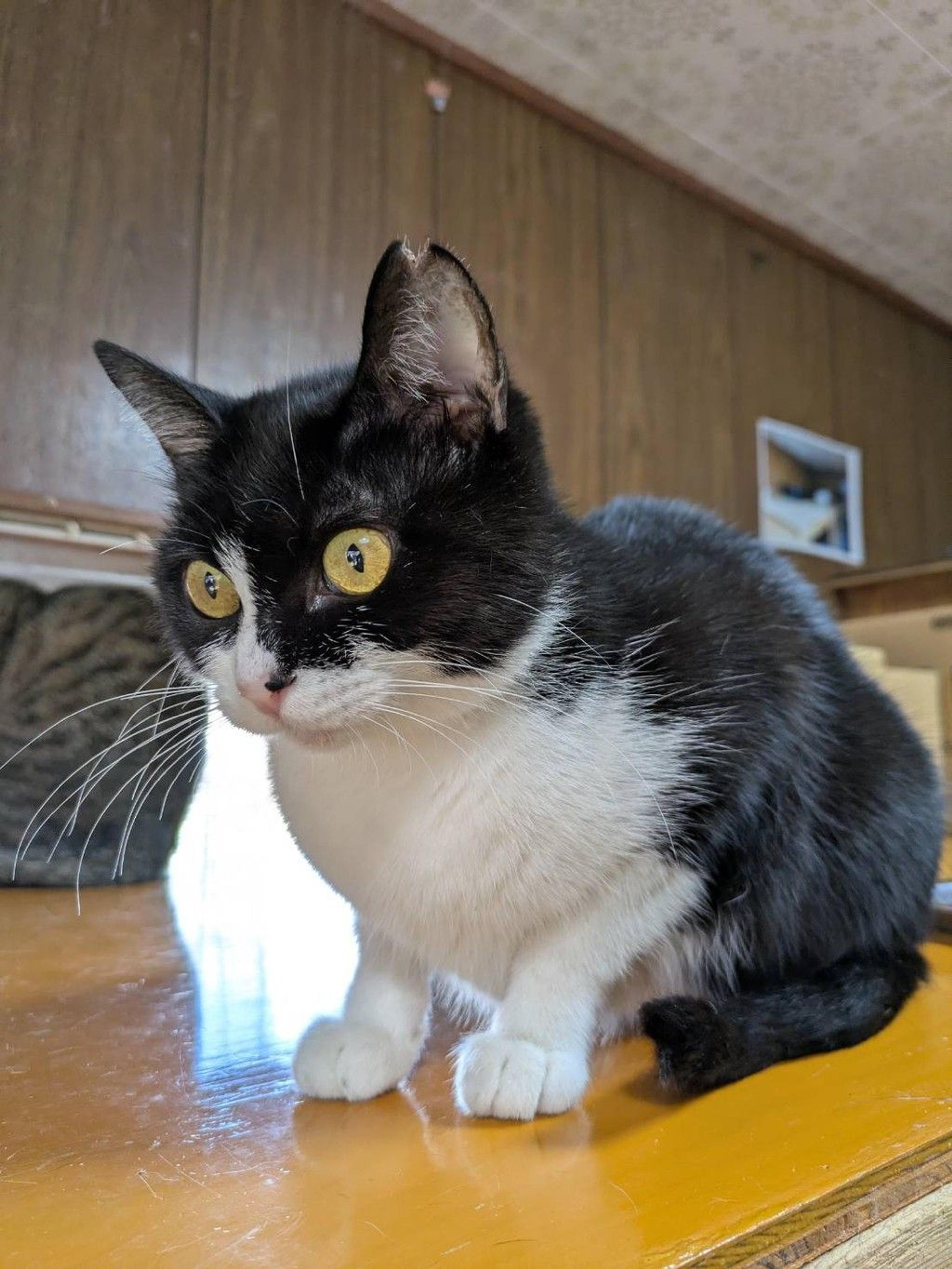 pet-image-3
