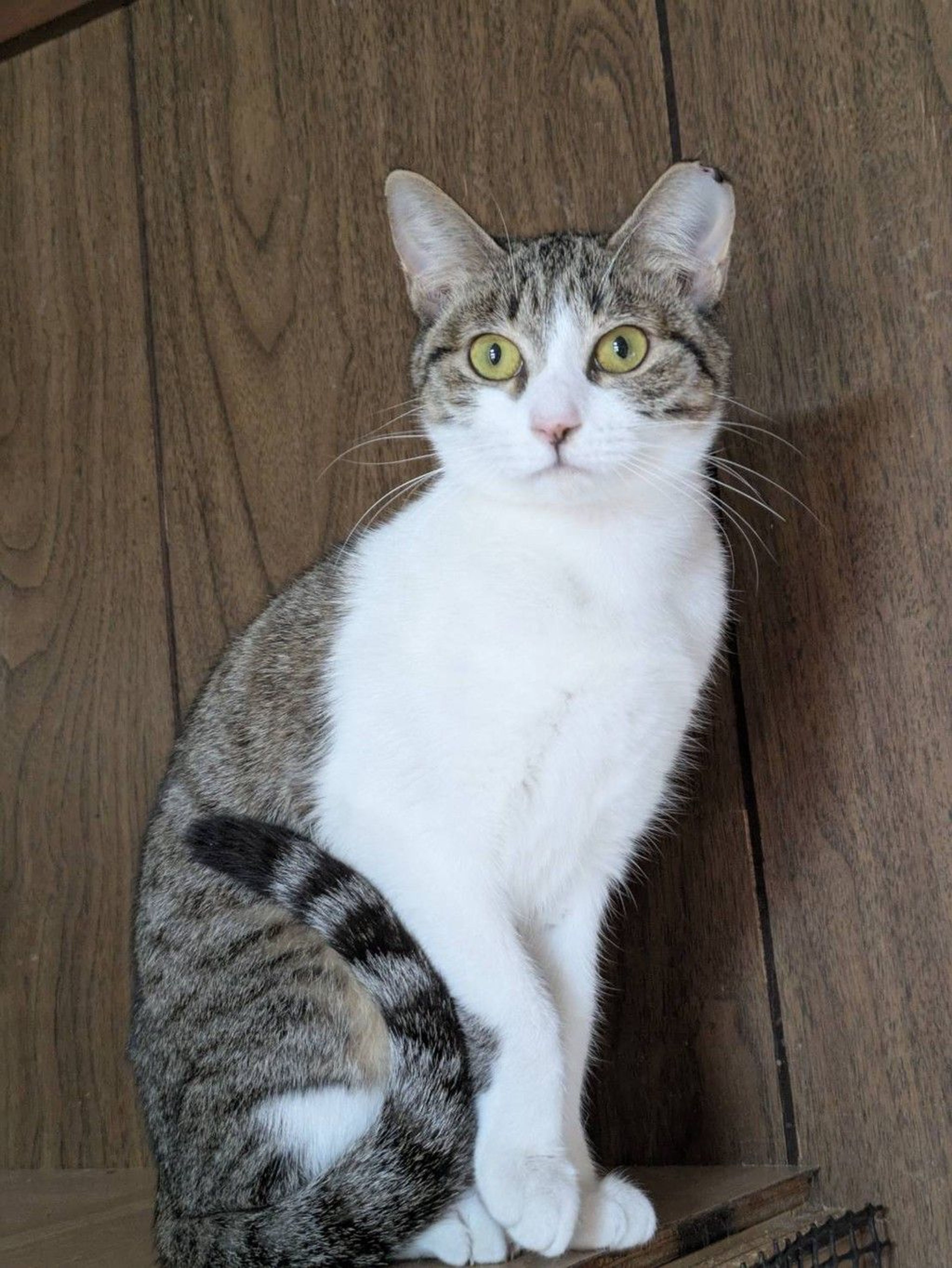 雑種（ミックス猫）・メスの里親募集の写真